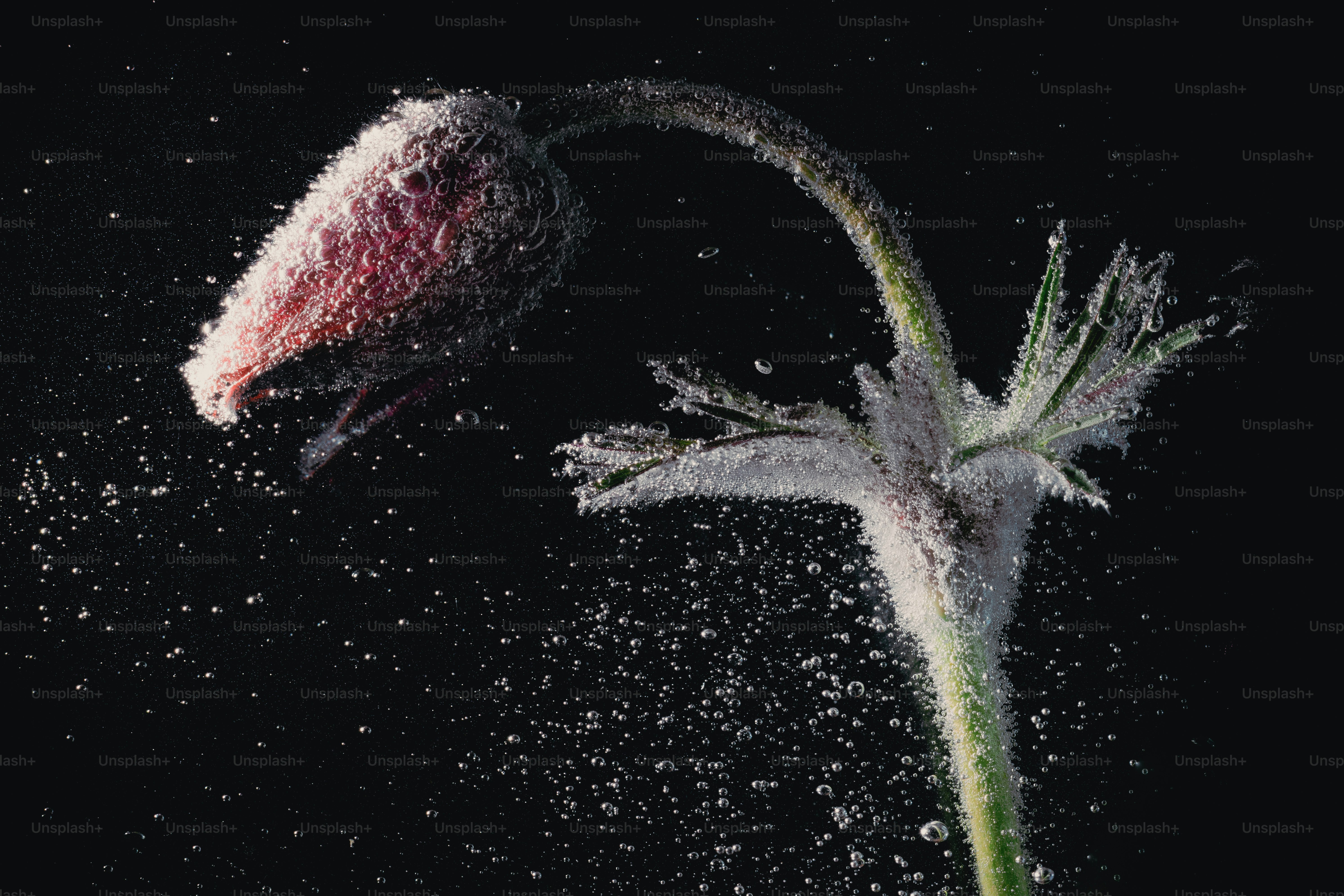 Eine zarte Blume, bedeckt mit Frost