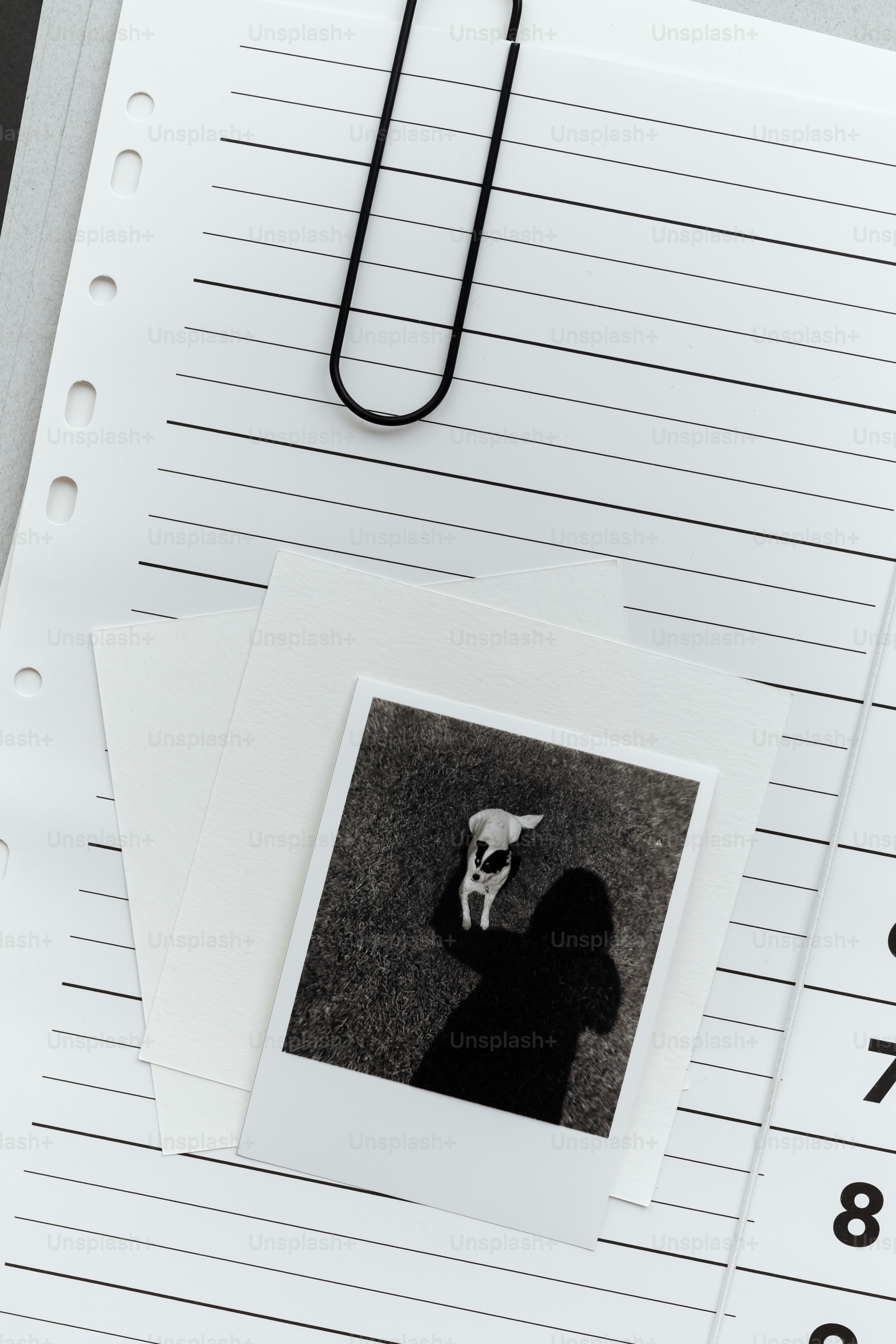Person holding a small dog in a photograph