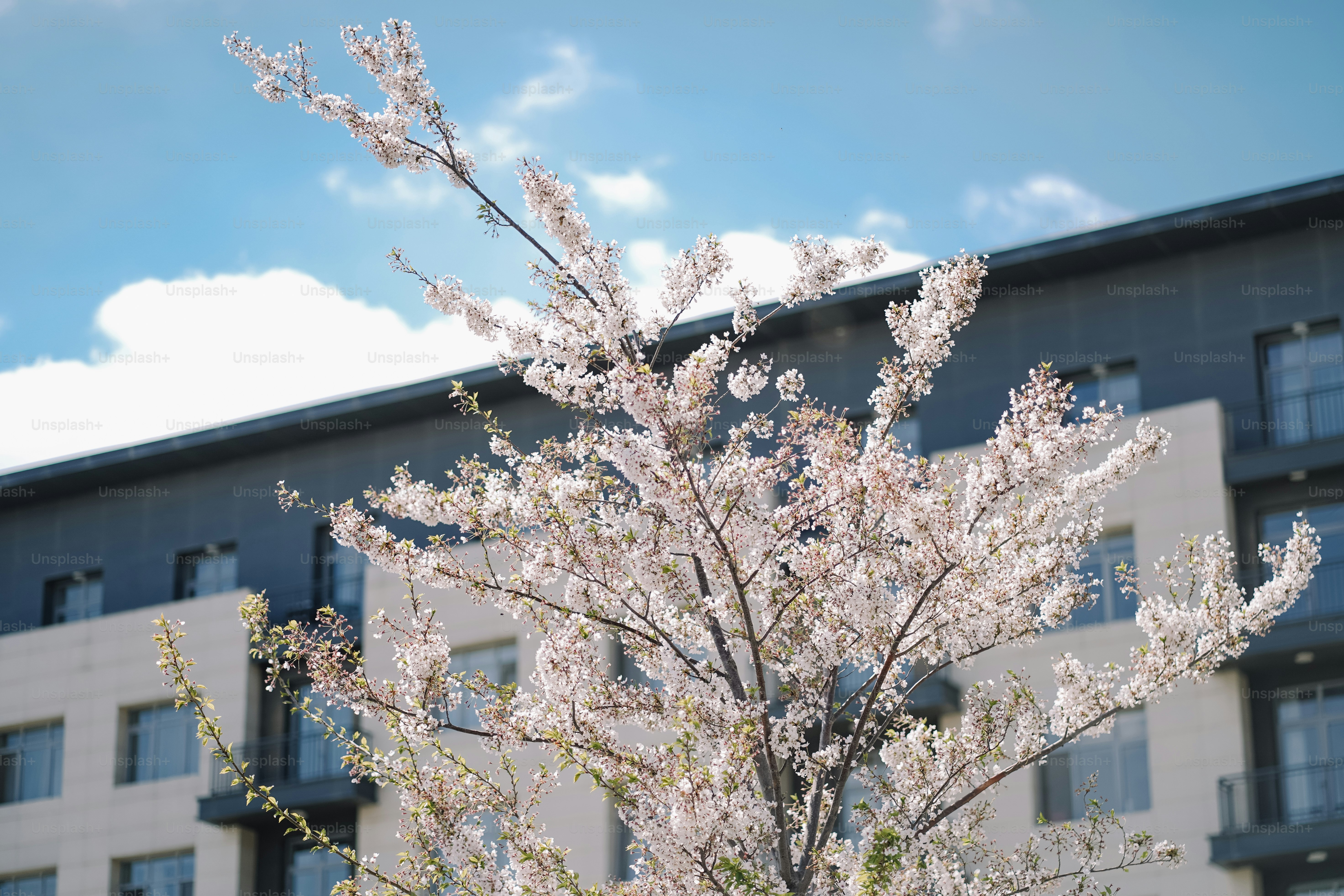 Flores de cerejeira florescem contra um prédio moderno.