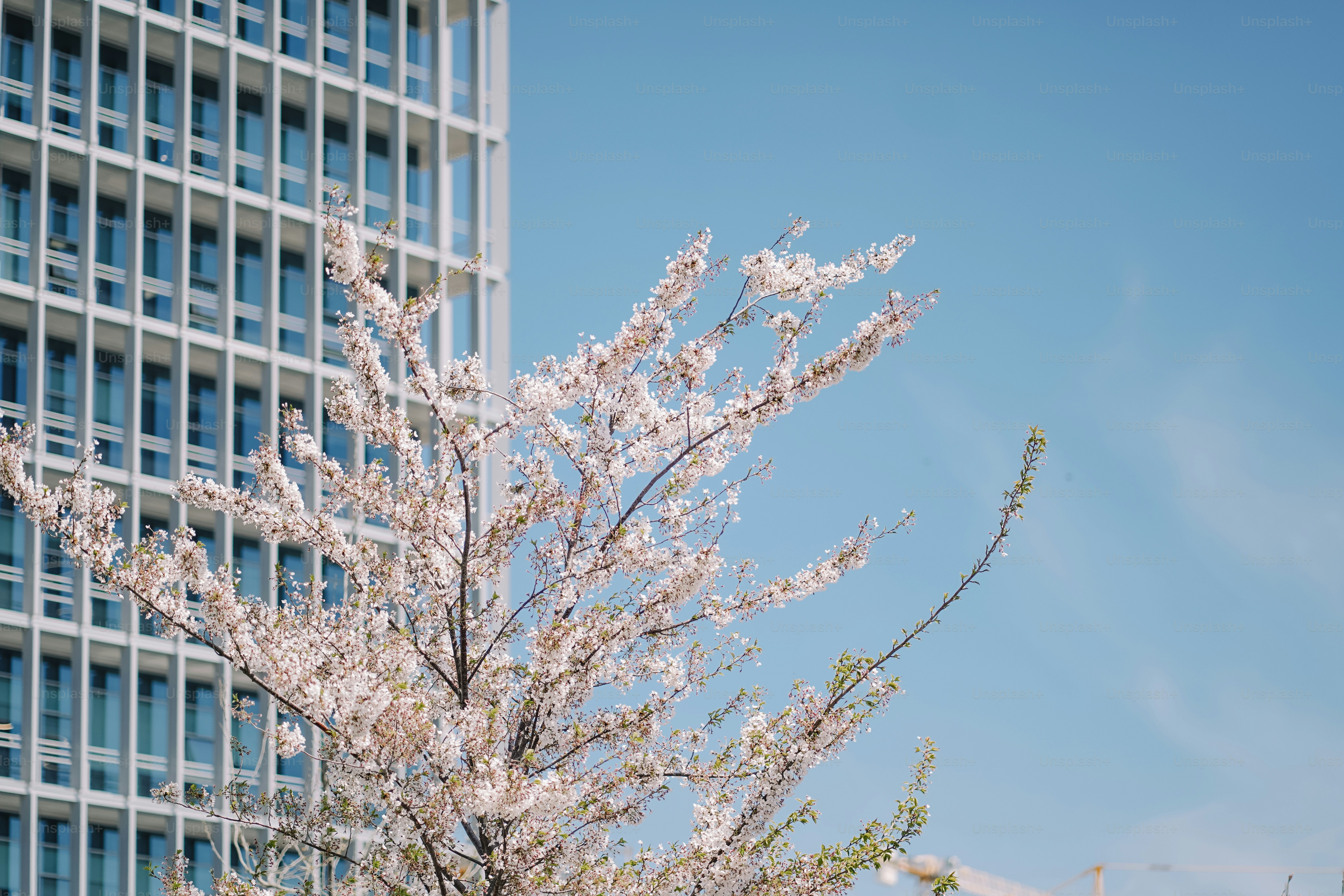 Cerejeiras florescem em frente a um prédio moderno.