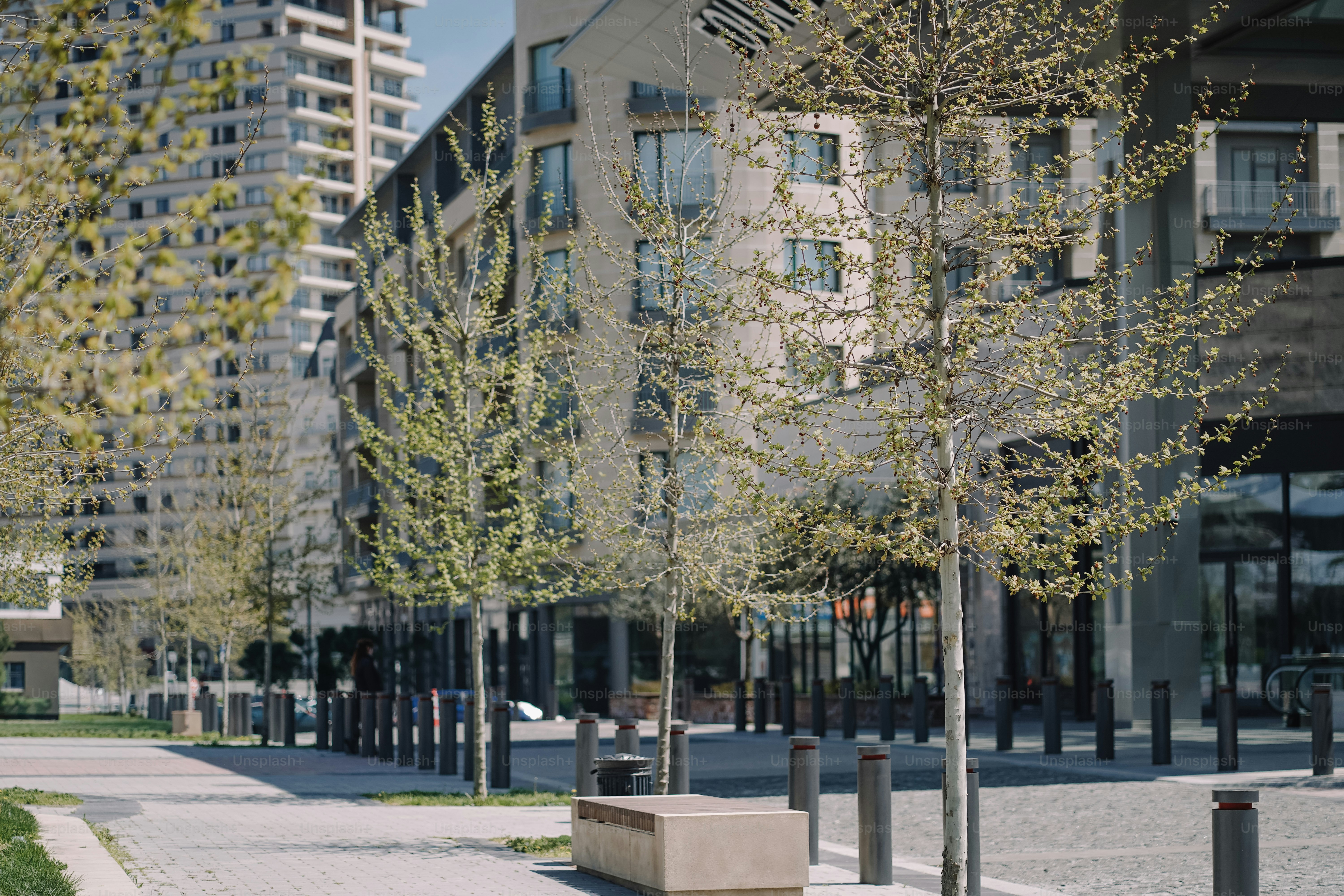 Árvores margeiam uma calçada pavimentada em frente a prédios modernos.