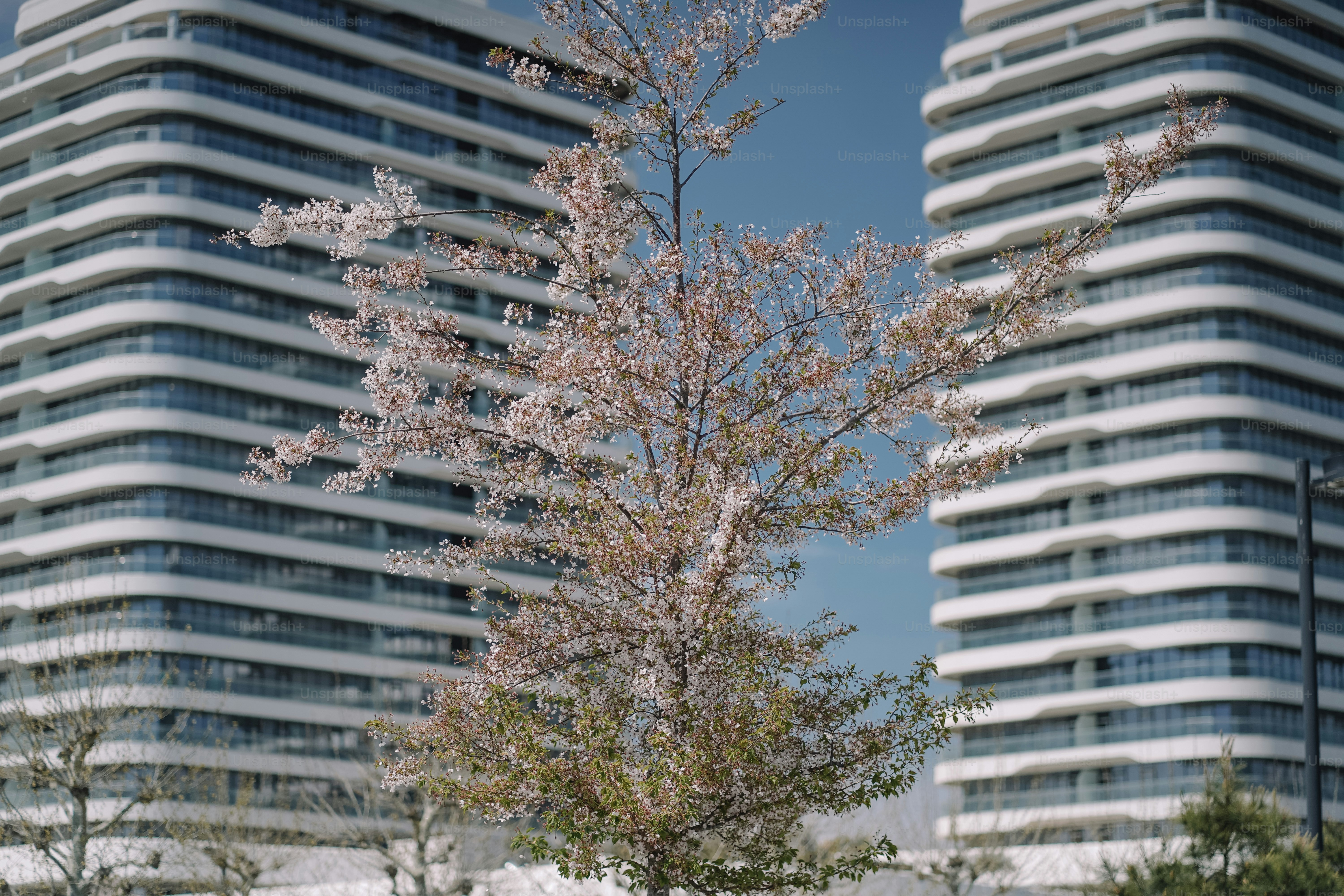 Edifícios modernos ladeiam uma cerejeira florida.
