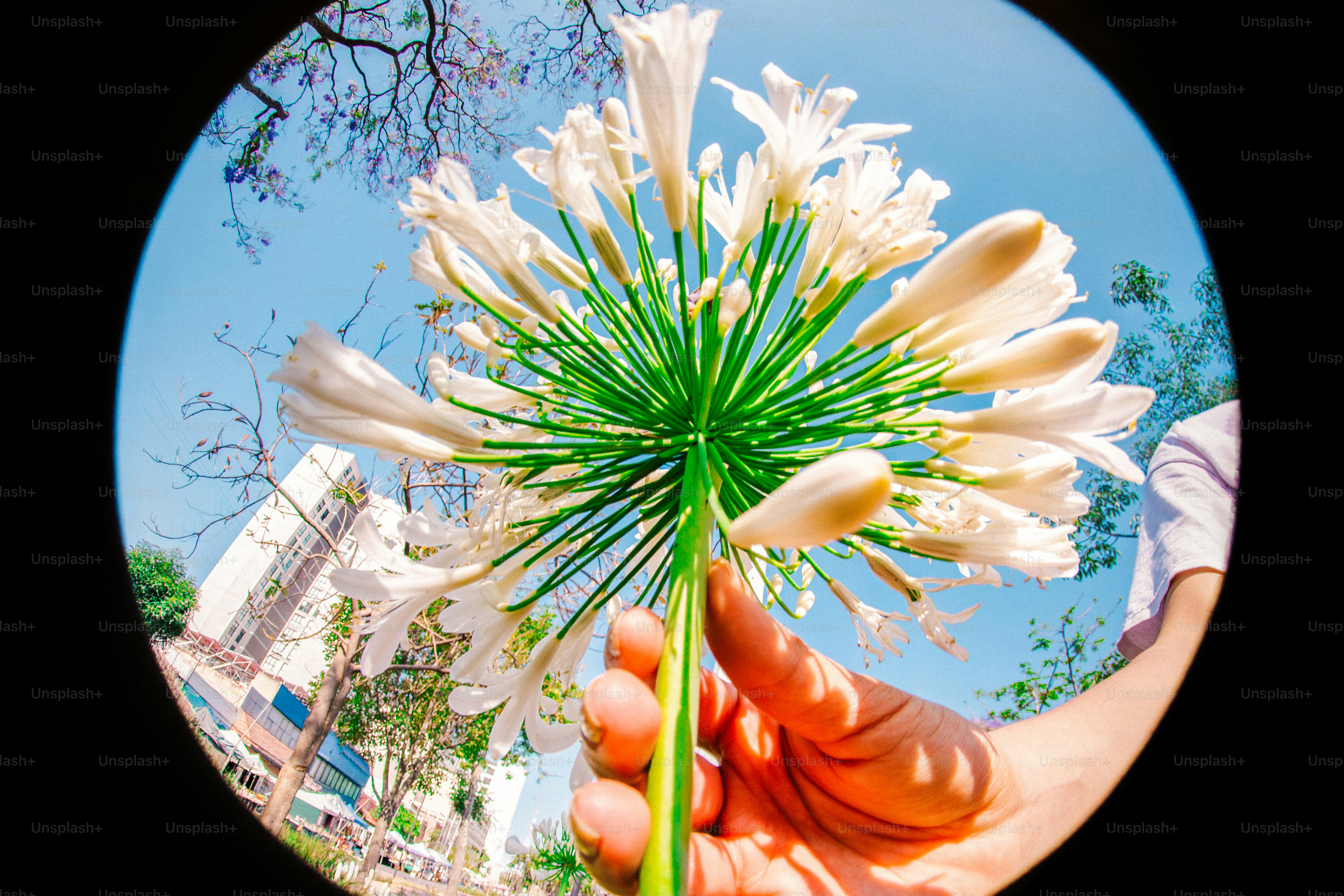 Uma mão segura uma flor branca contra um céu azul