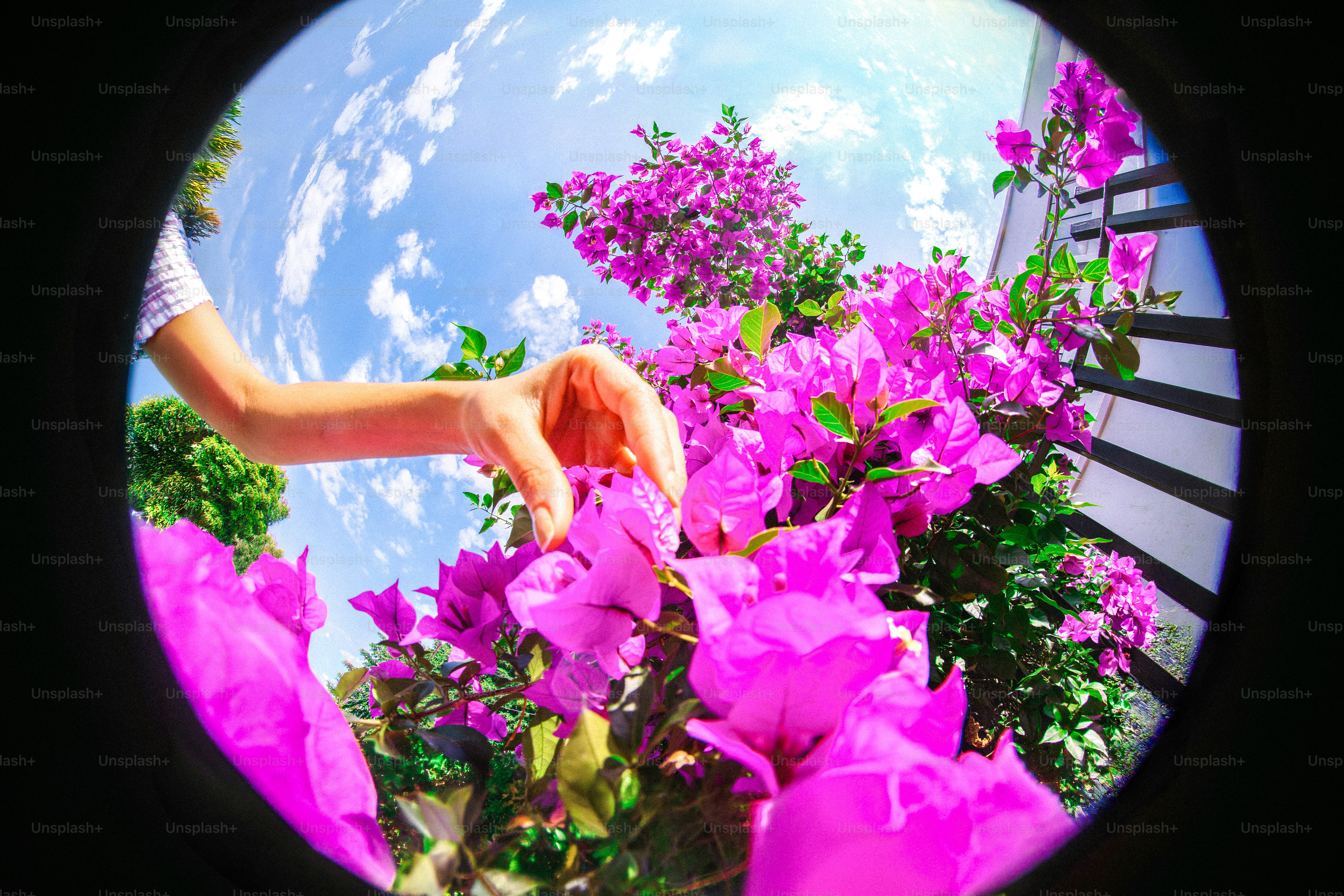 Mão estendida para pegar flores vibrantes de buganvília rosa