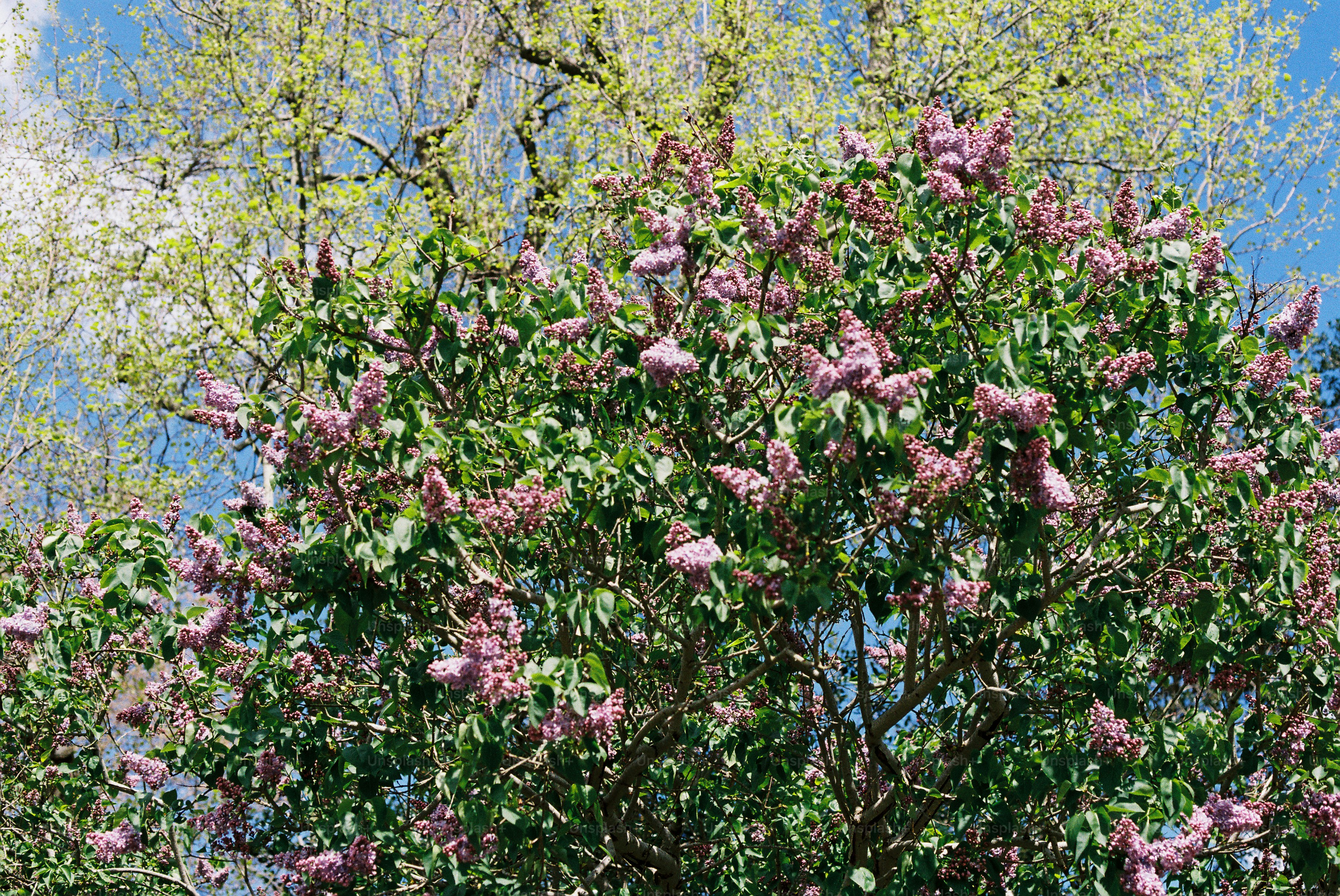 A blooming lilac bush with green leaves and blue sky