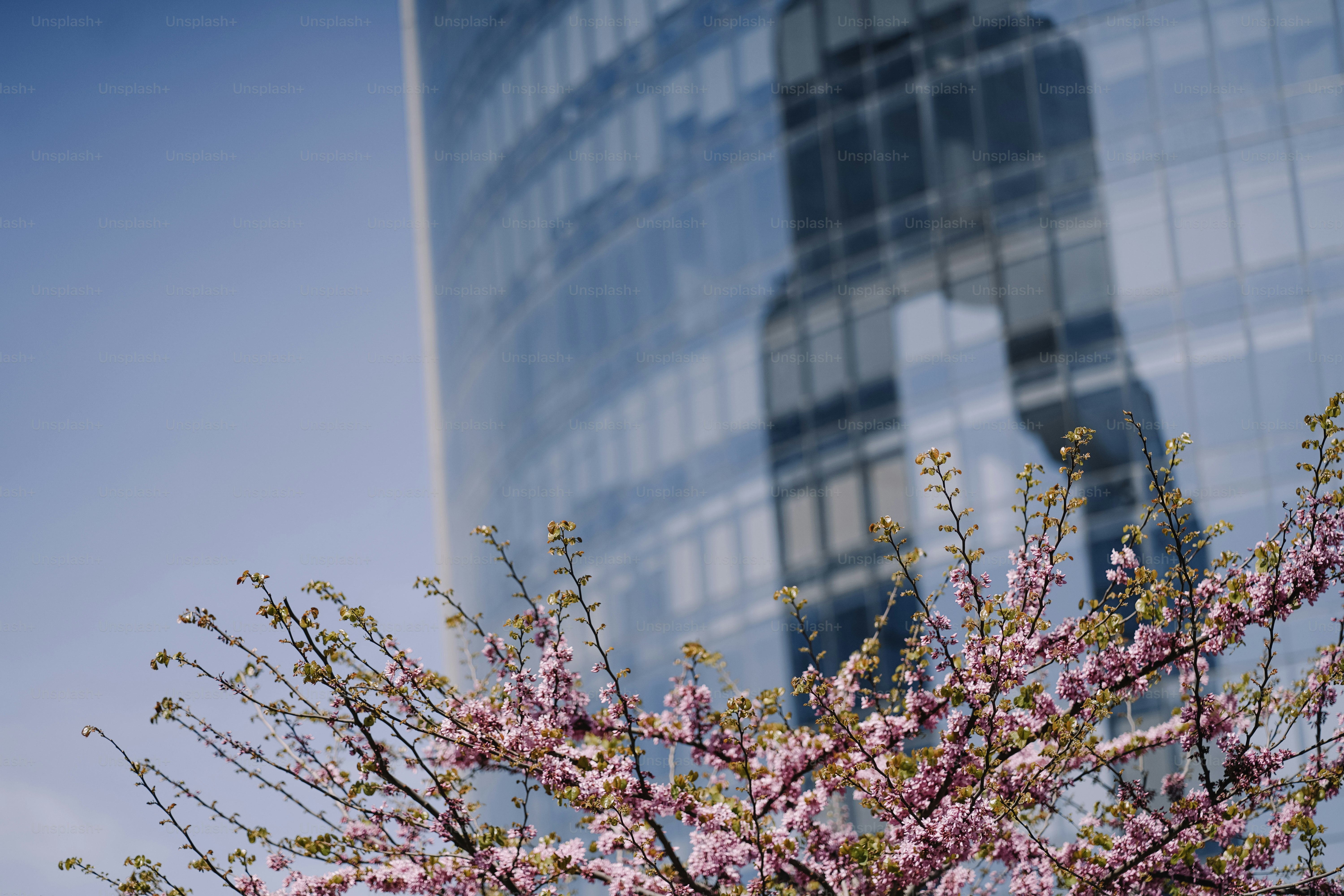 Arranha-céu moderno de vidro com flores de cerejeira rosa desabrochando