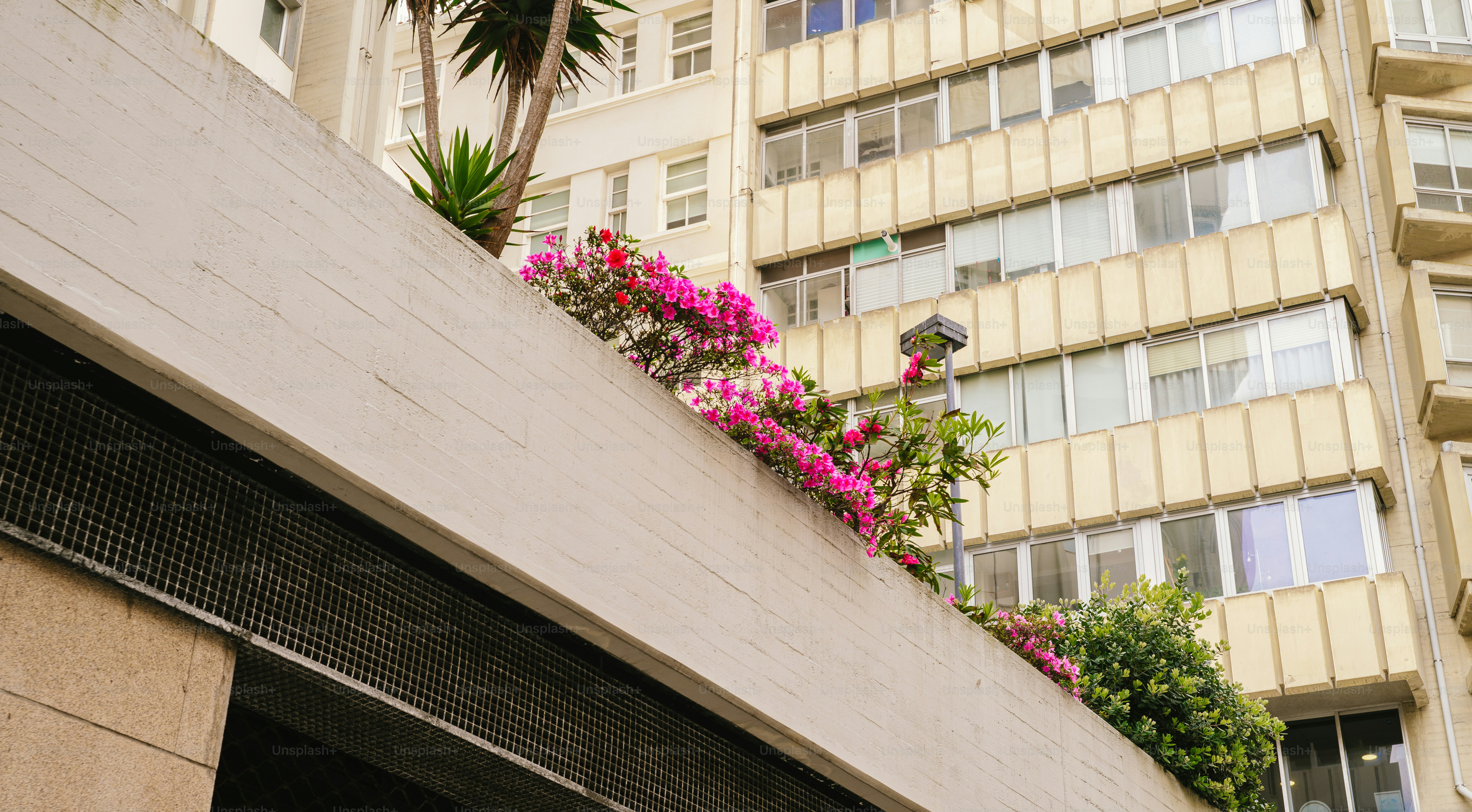 Pink cherry blossoms bloom in front of a building. photo – Spring Image ...
