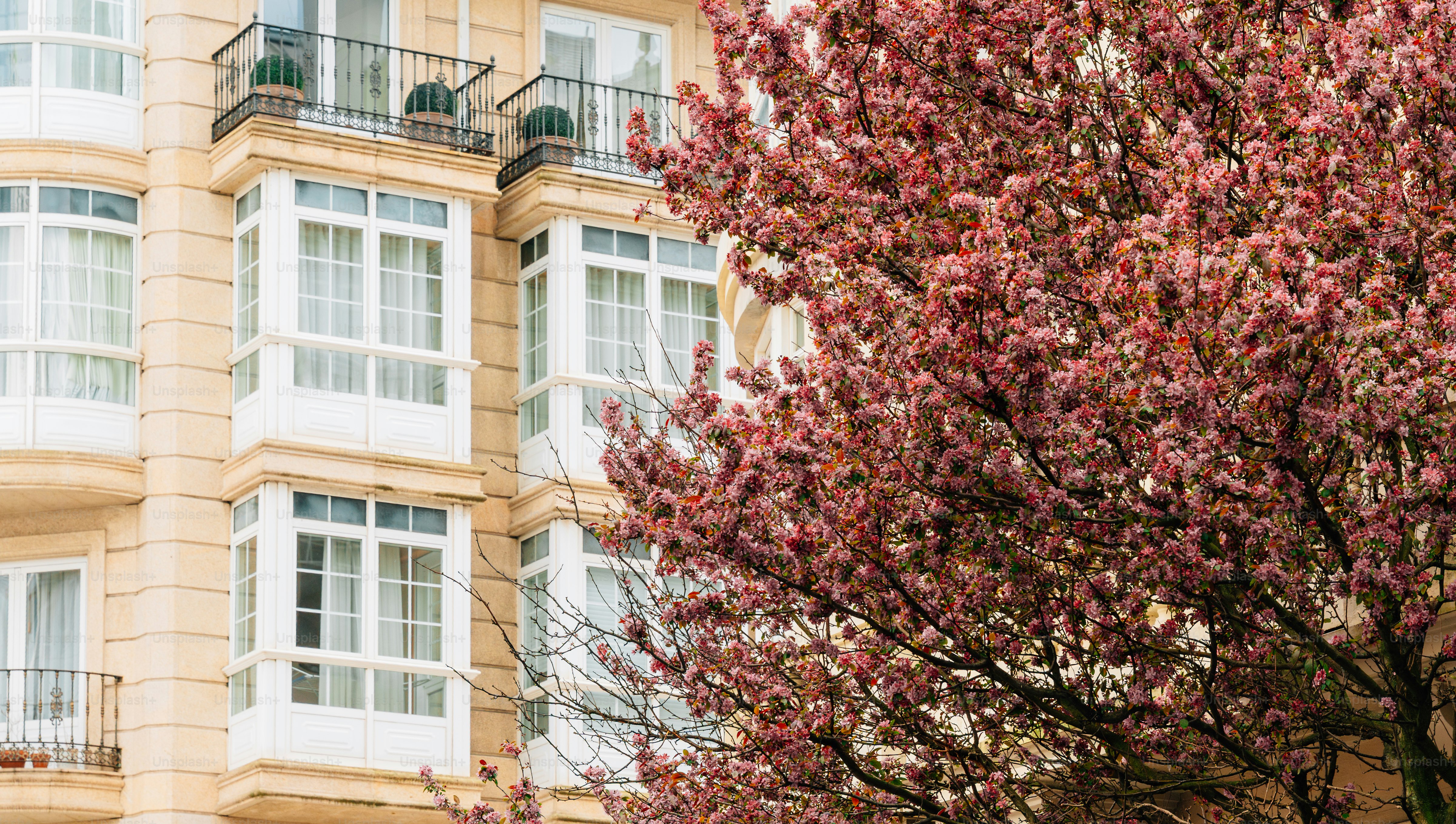 Pink cherry blossoms bloom in front of a building. photo – Spring Image ...