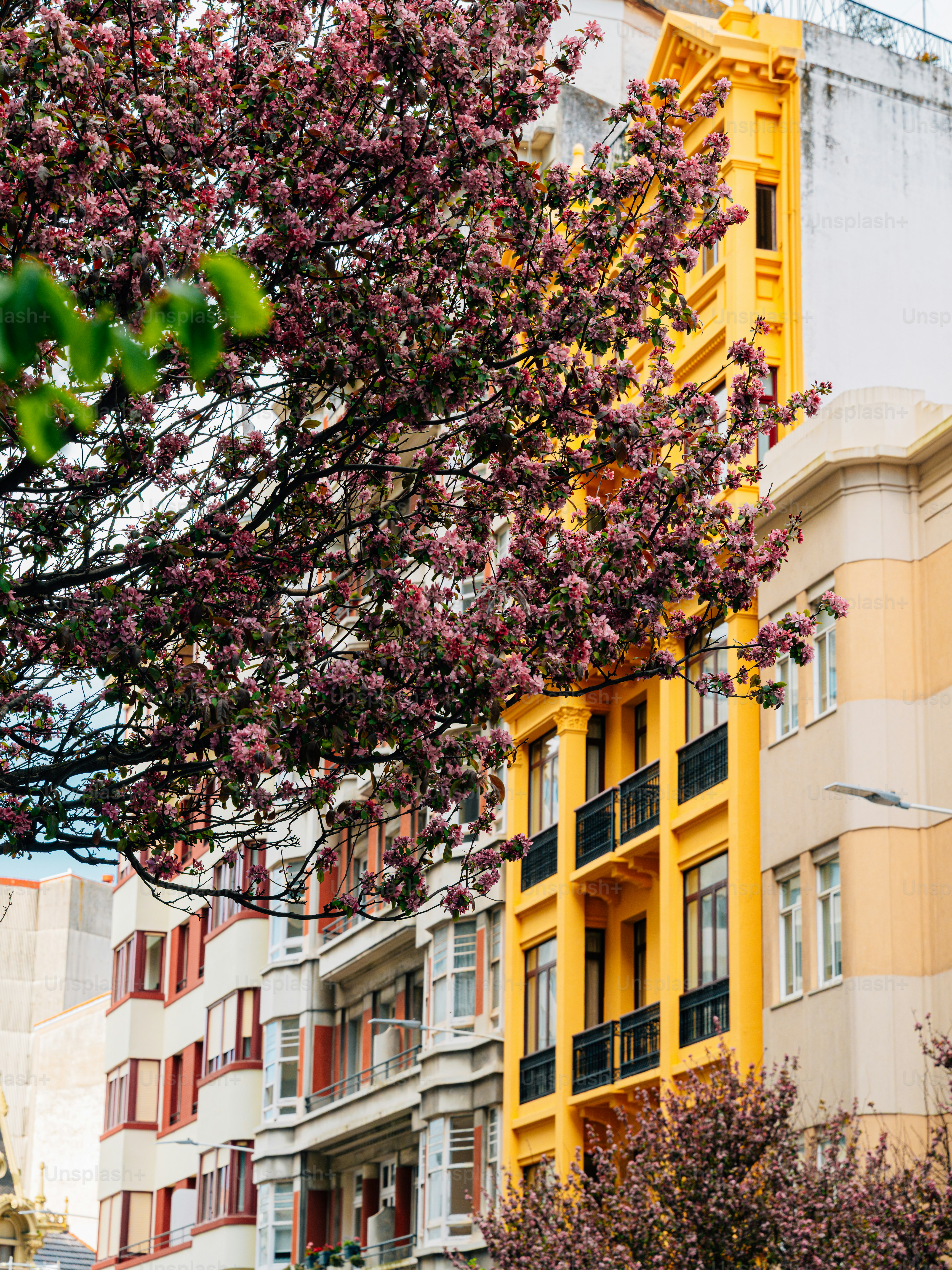 Pink cherry blossoms bloom in front of a building. photo – Spring Image ...