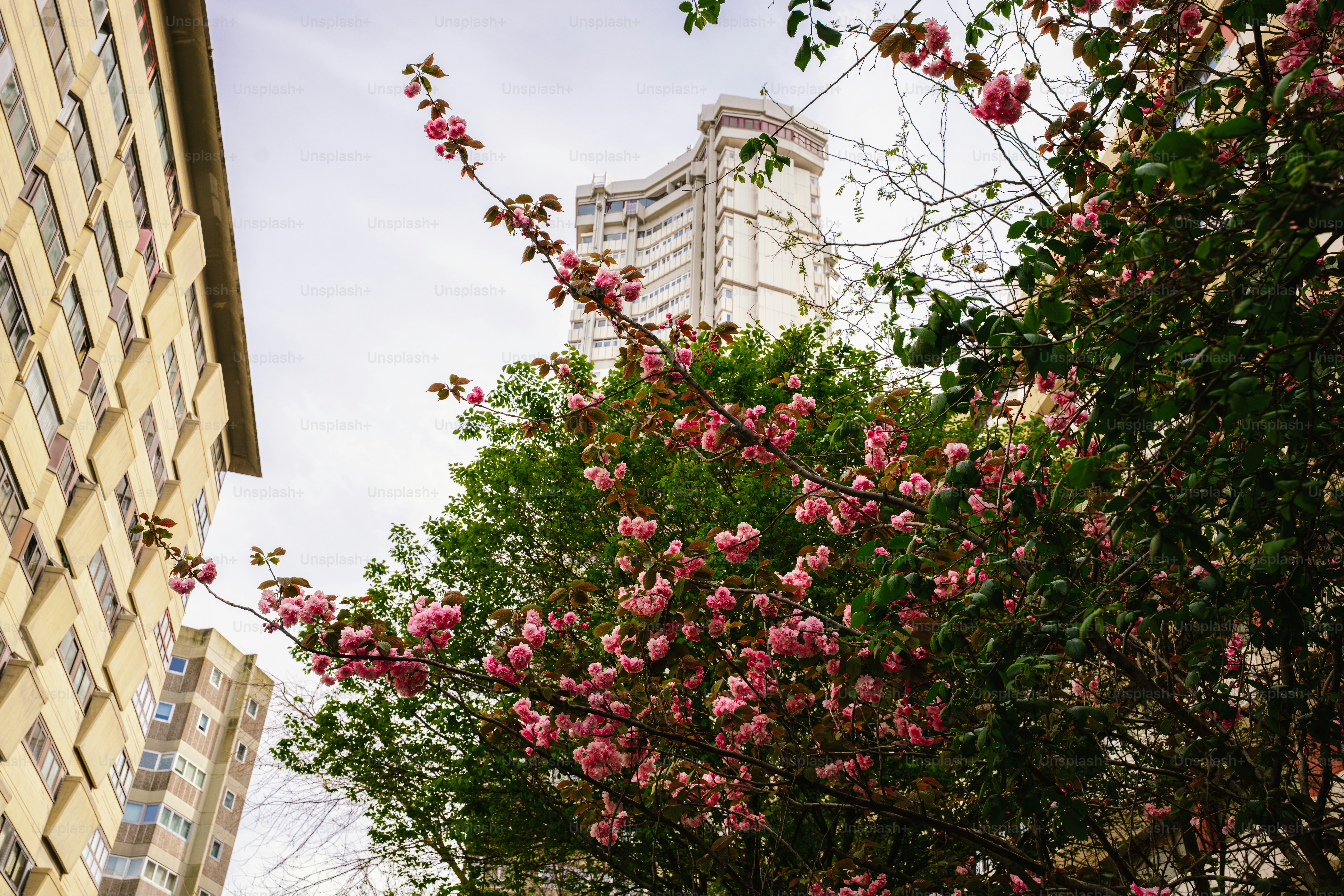 Pink cherry blossoms bloom in front of a building. photo – Spring Image ...