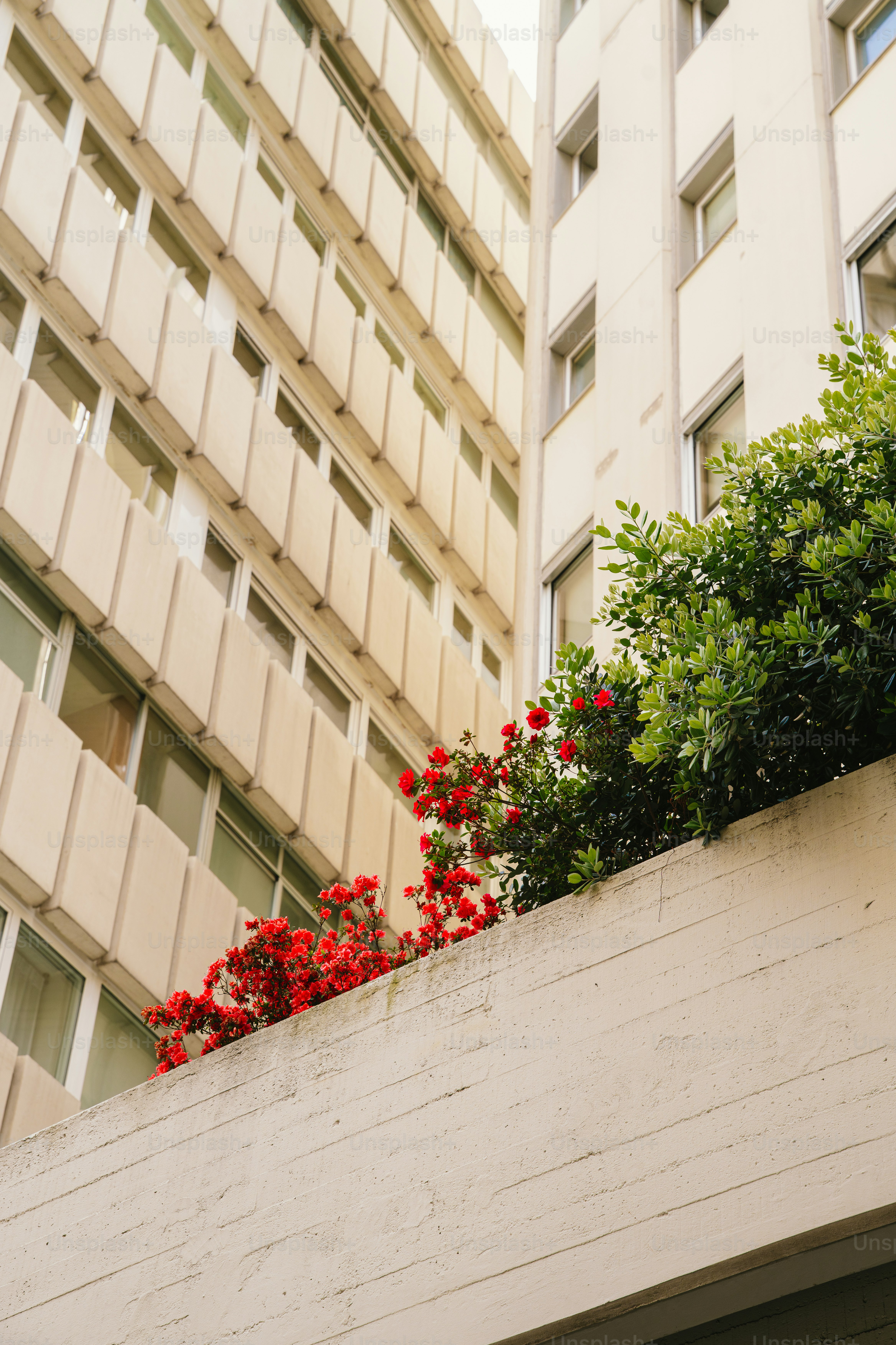 Pink cherry blossoms bloom in front of a building. photo – Spring Image ...