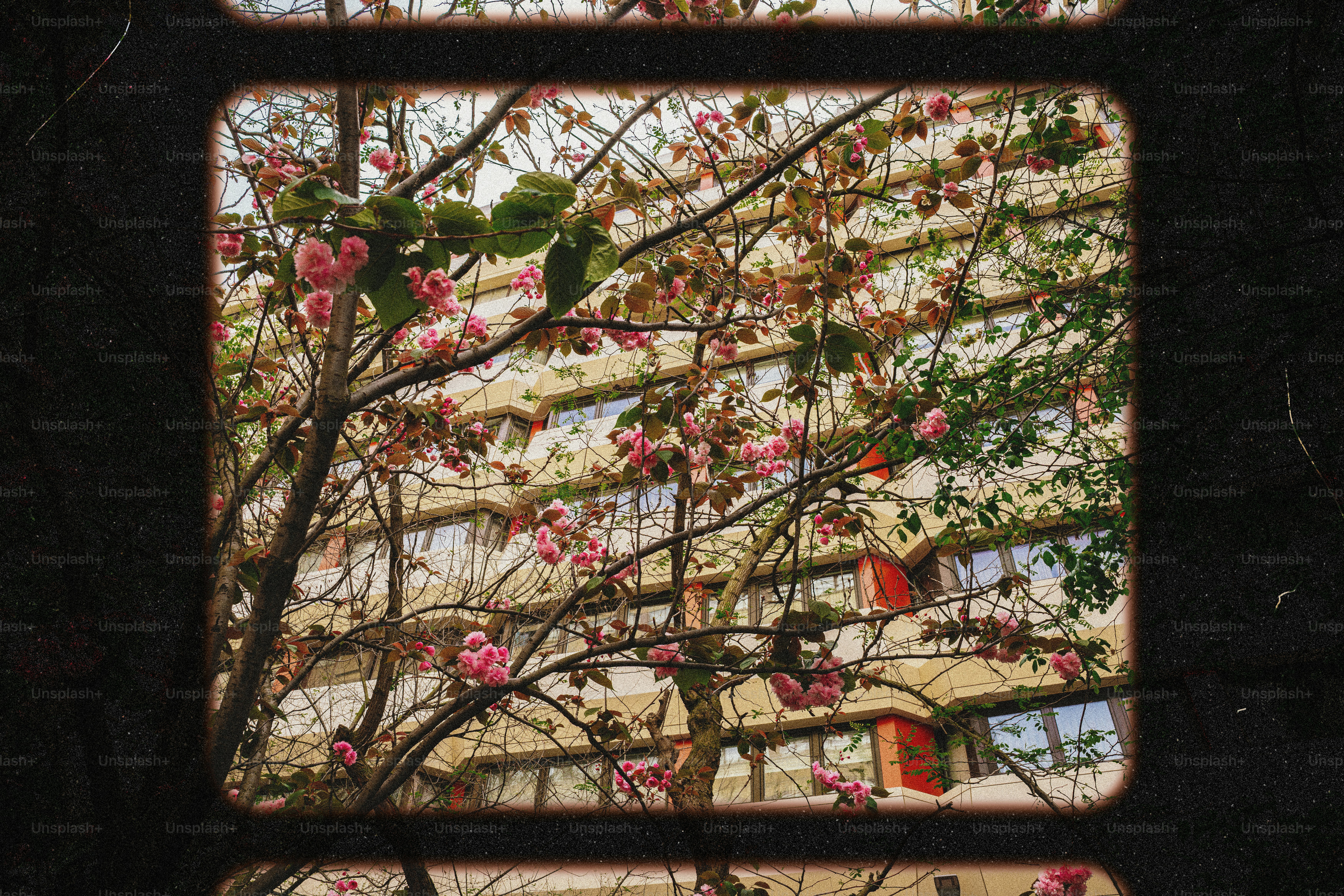 Pink cherry blossoms bloom in front of a building. photo – Spring Image ...
