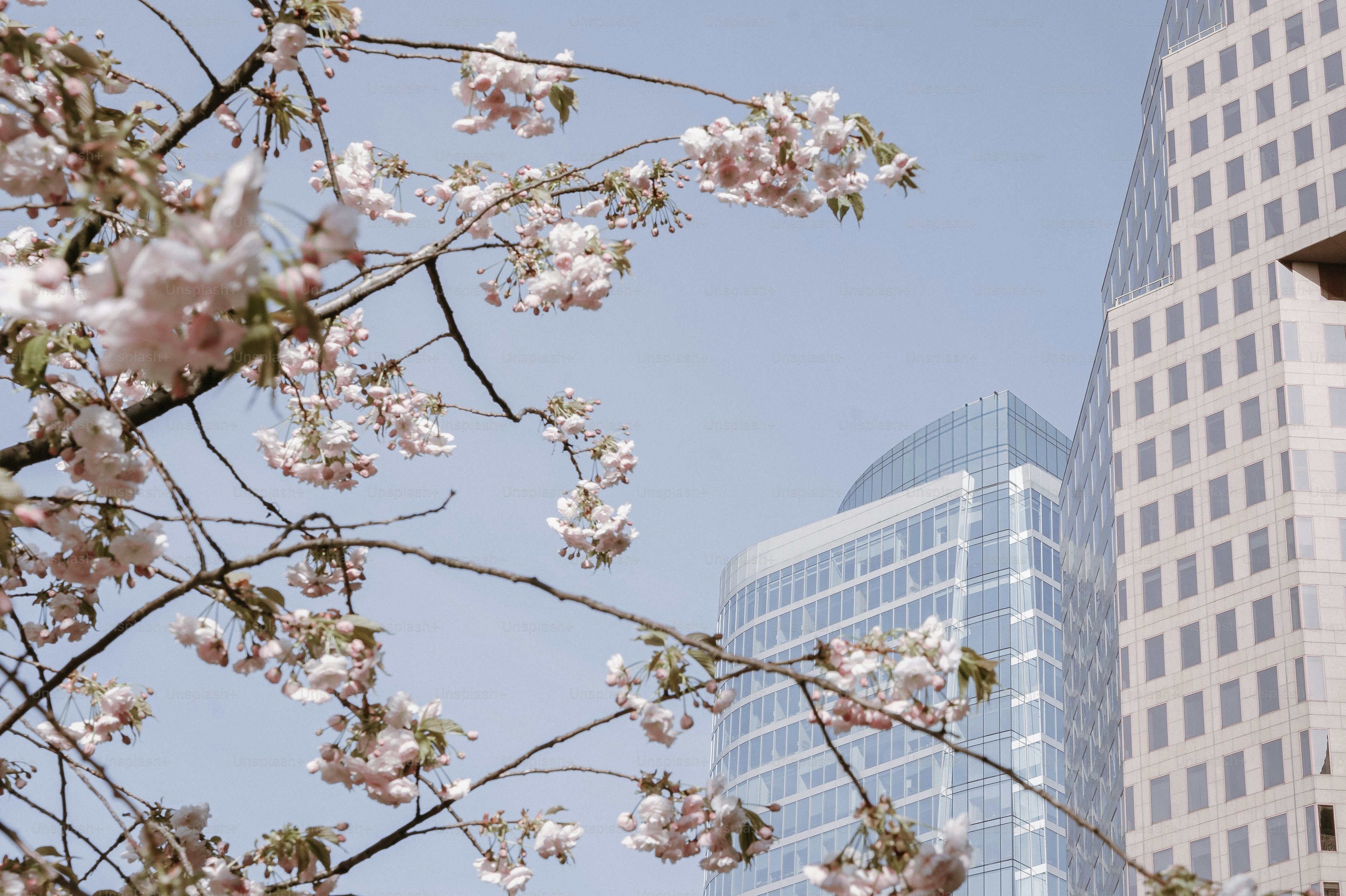 현대 고층 빌딩 앞의 벚꽃
