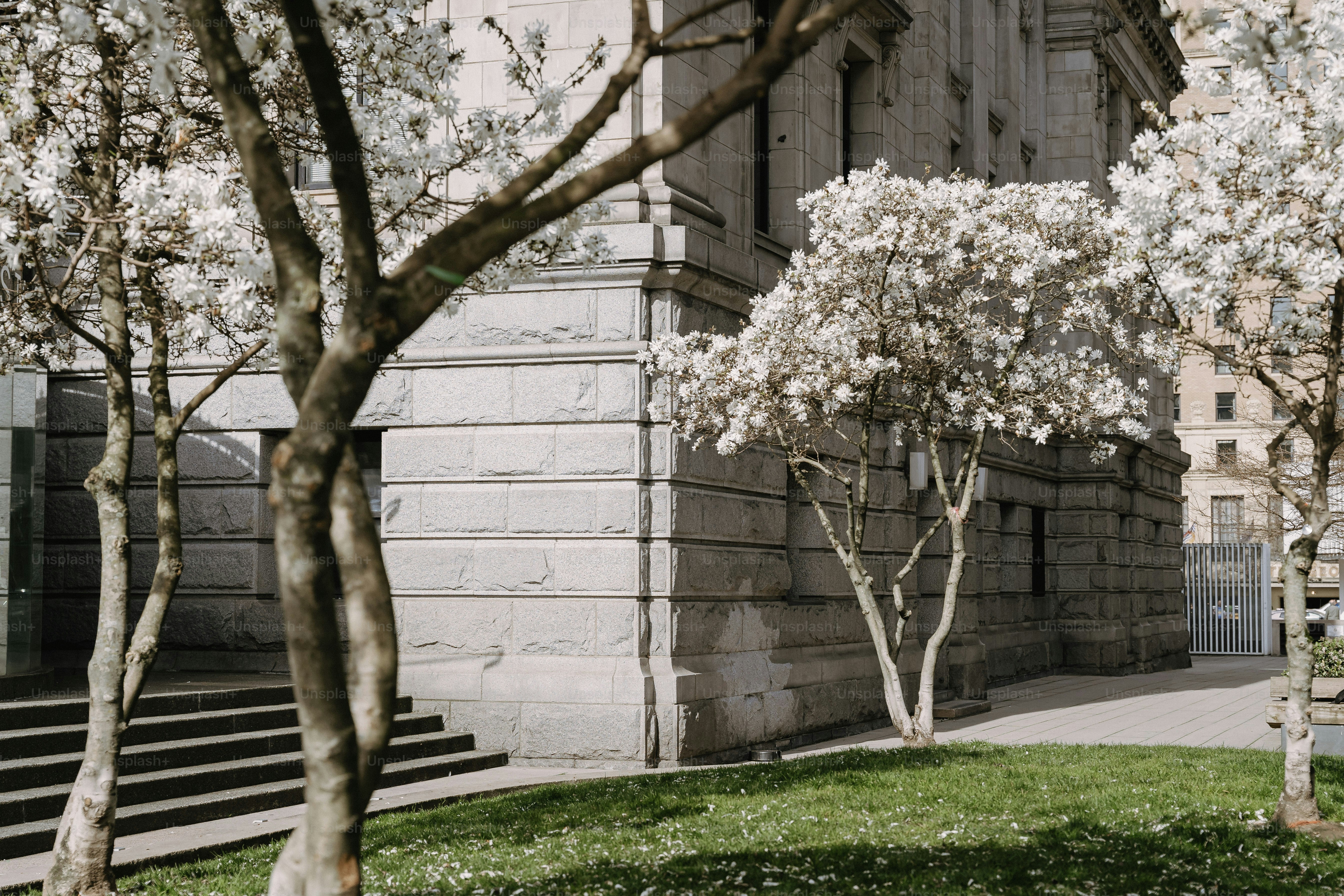 만개한 나무와 푸른 잔디가 있는 석조 건물