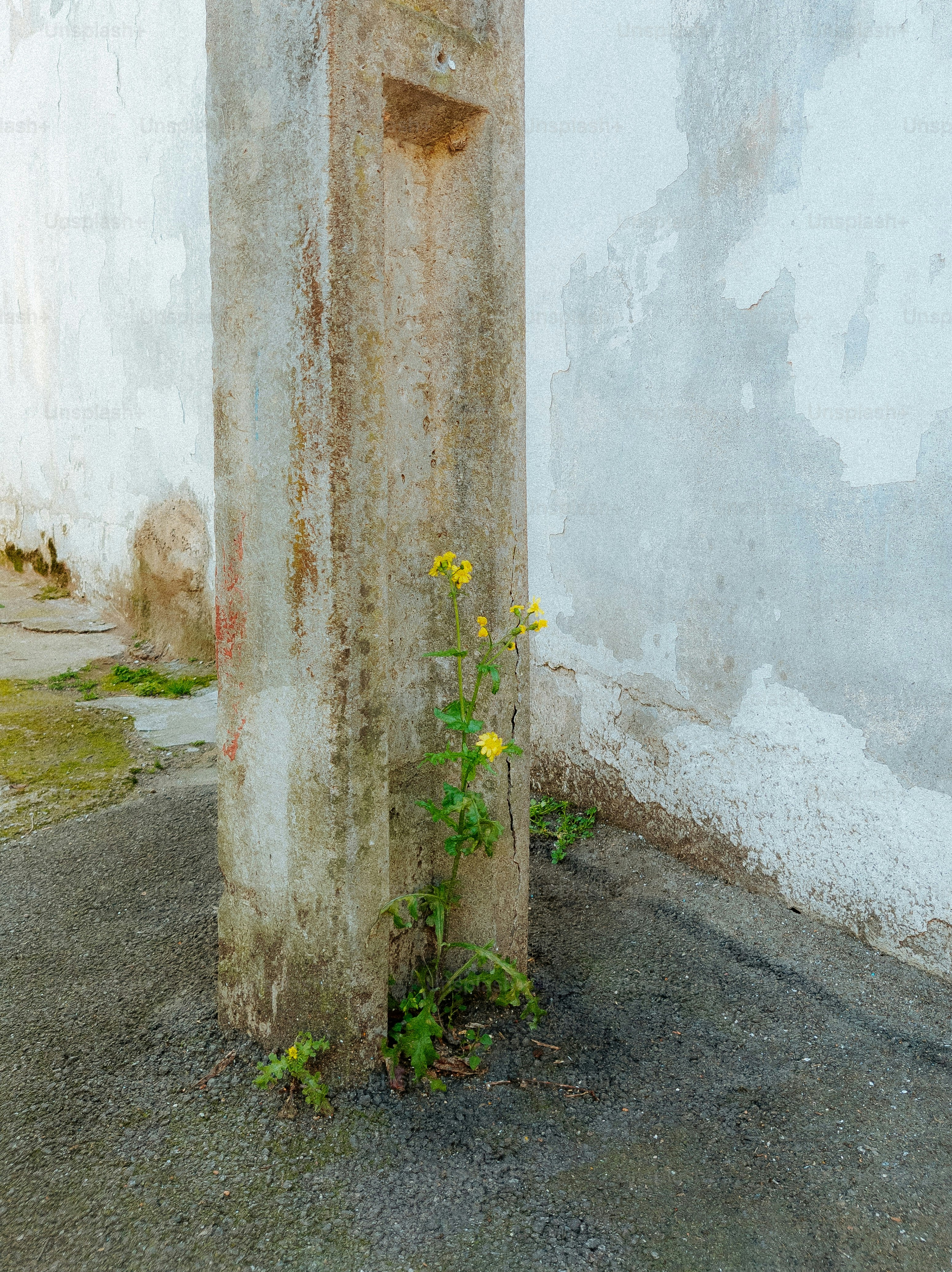 Flores amarelas crescem em um pilar de concreto.