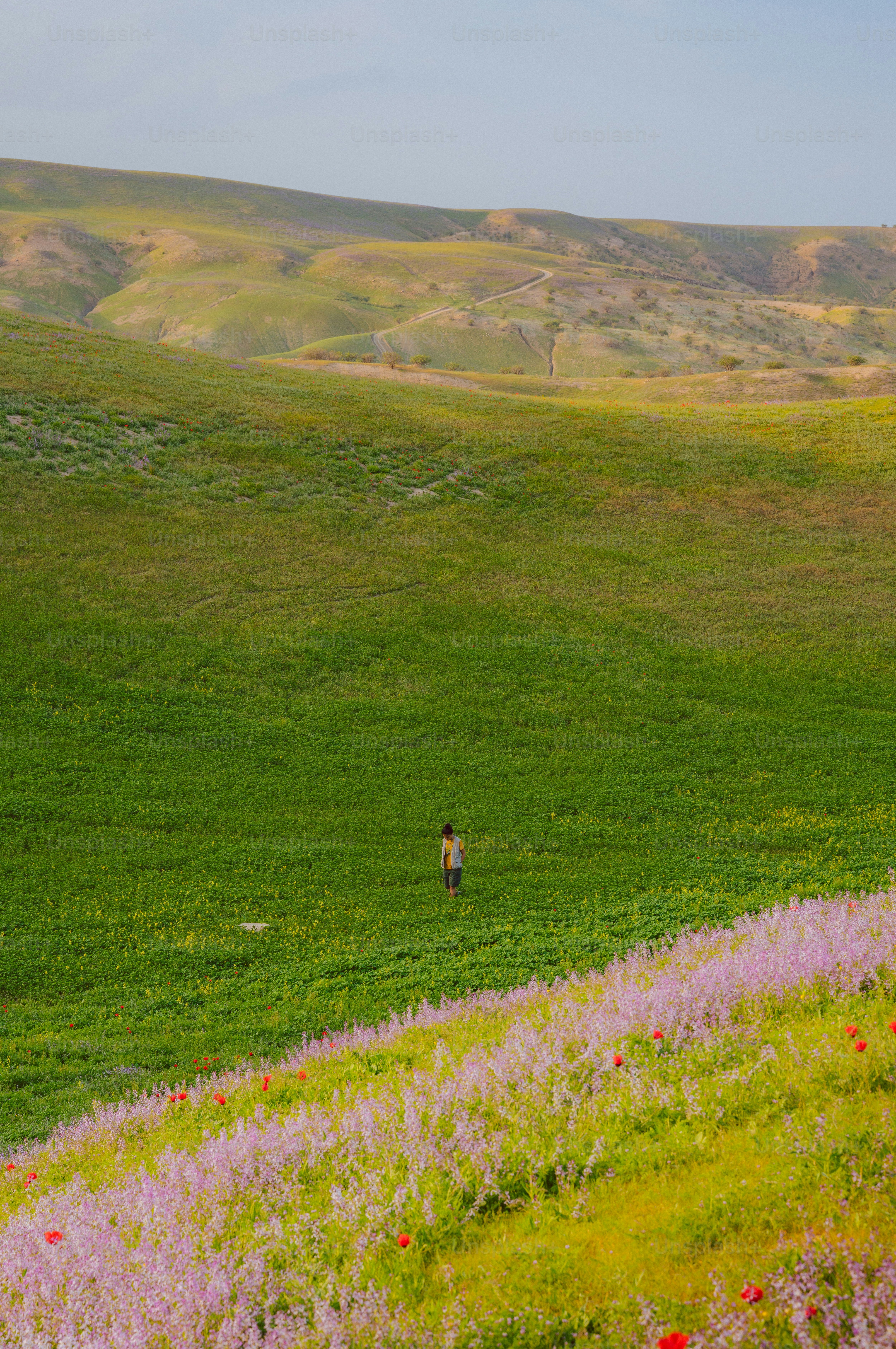 Uma pessoa está em um vasto campo verde com flores silvestres.