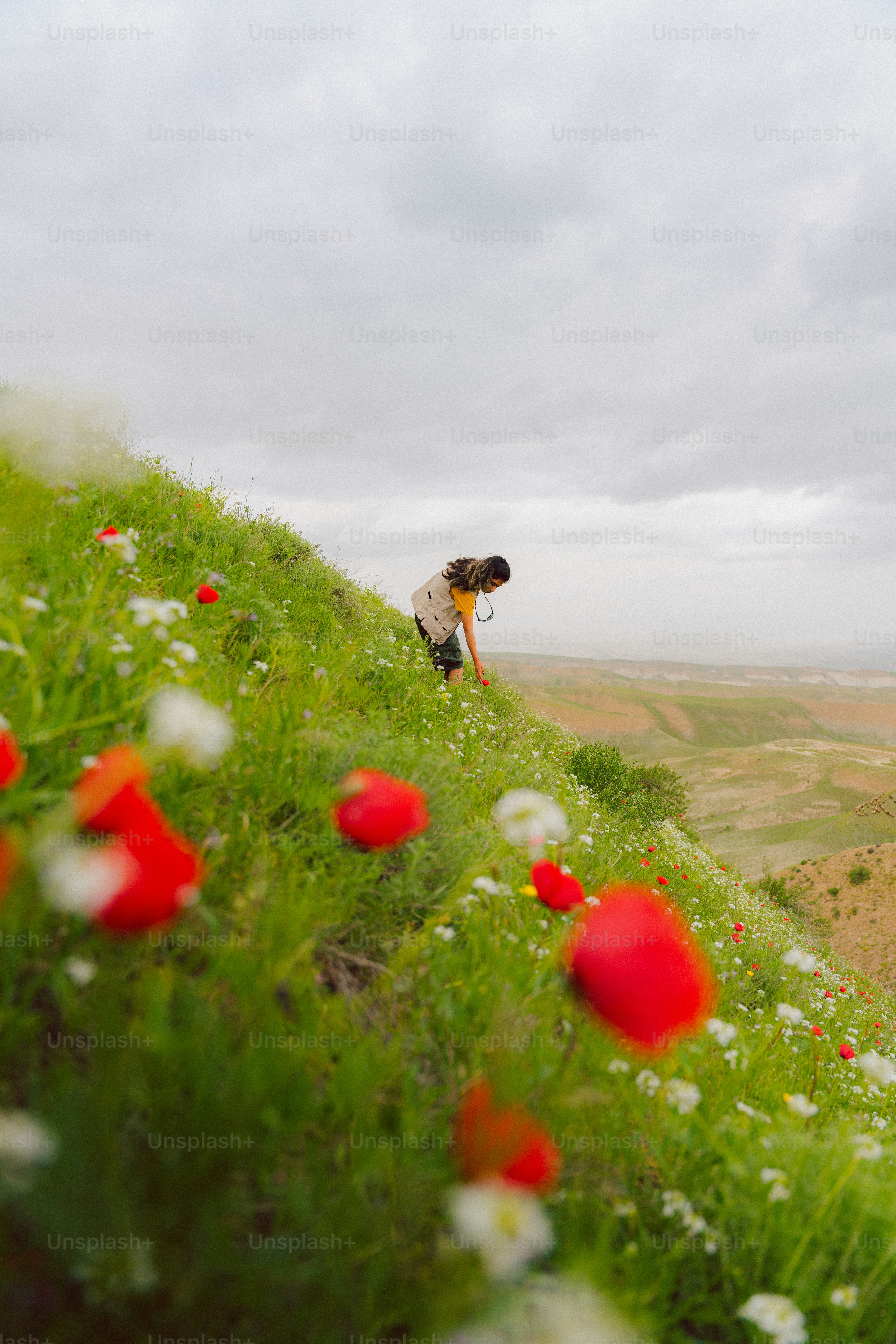 Uma pessoa caminha por um campo de papoulas e flores silvestres.