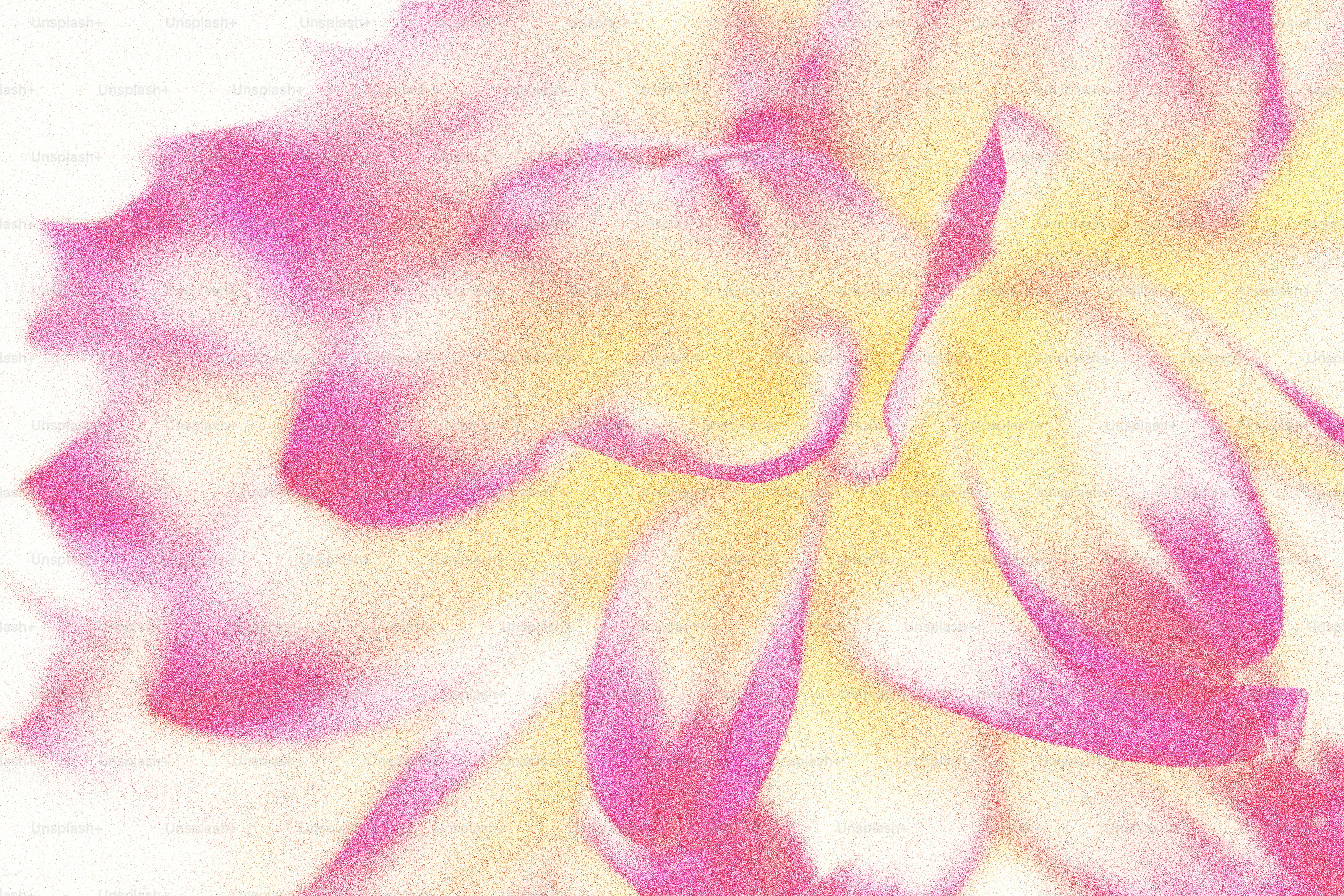 Close-up of pink and yellow flower petals