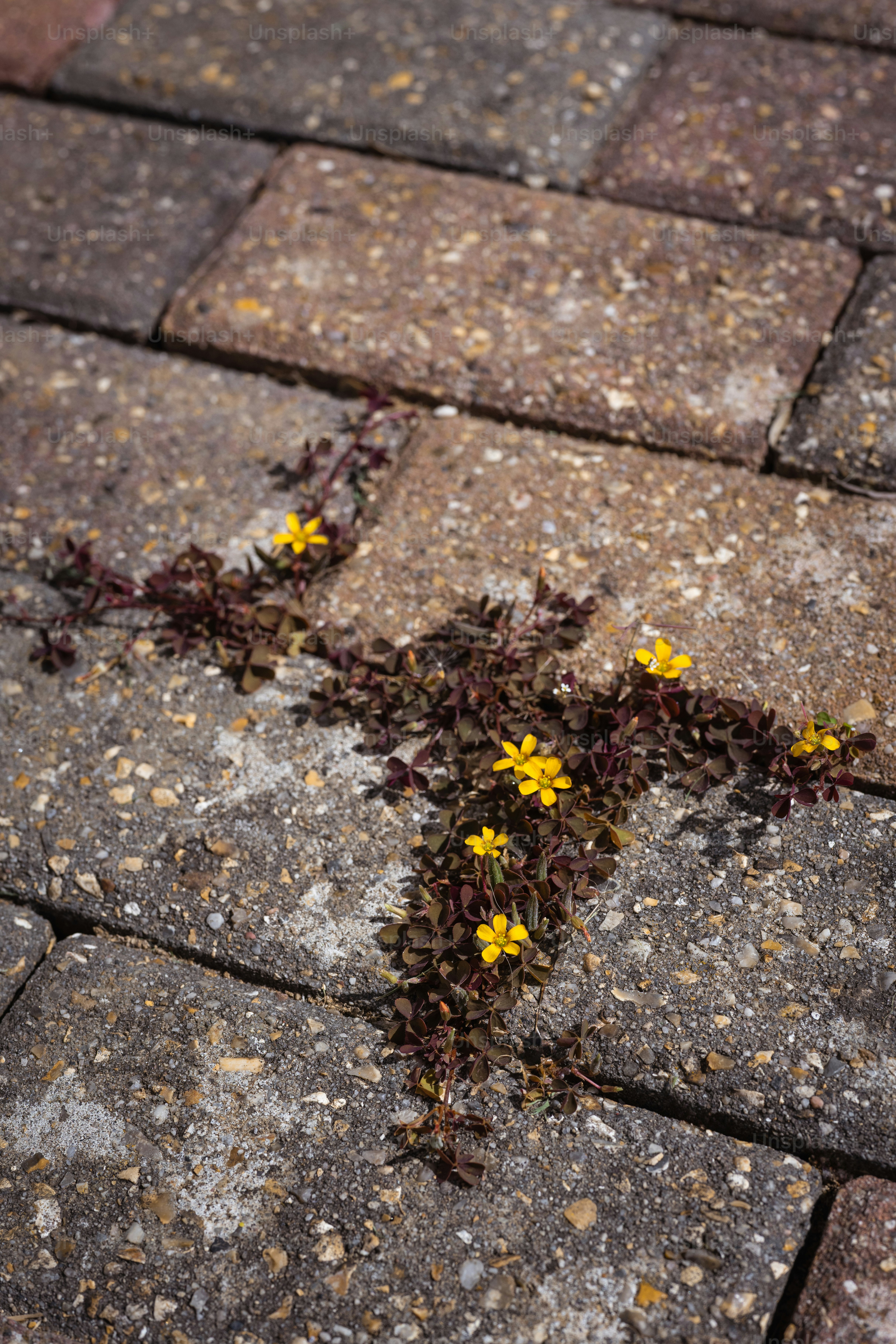 Une petite plante aux fleurs jaunes pousse entre les pavés.