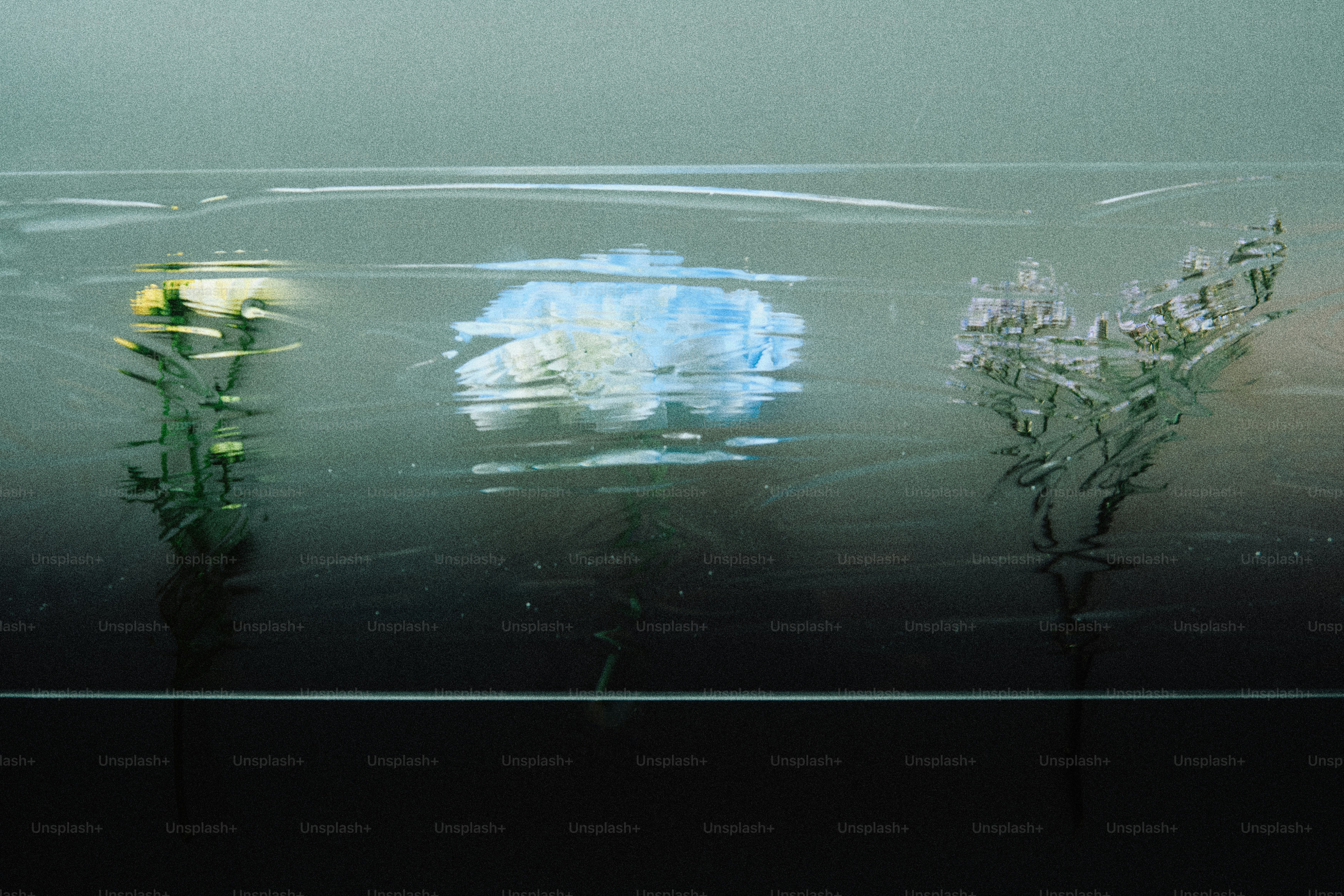 Três flores submersas na água com reflexos
