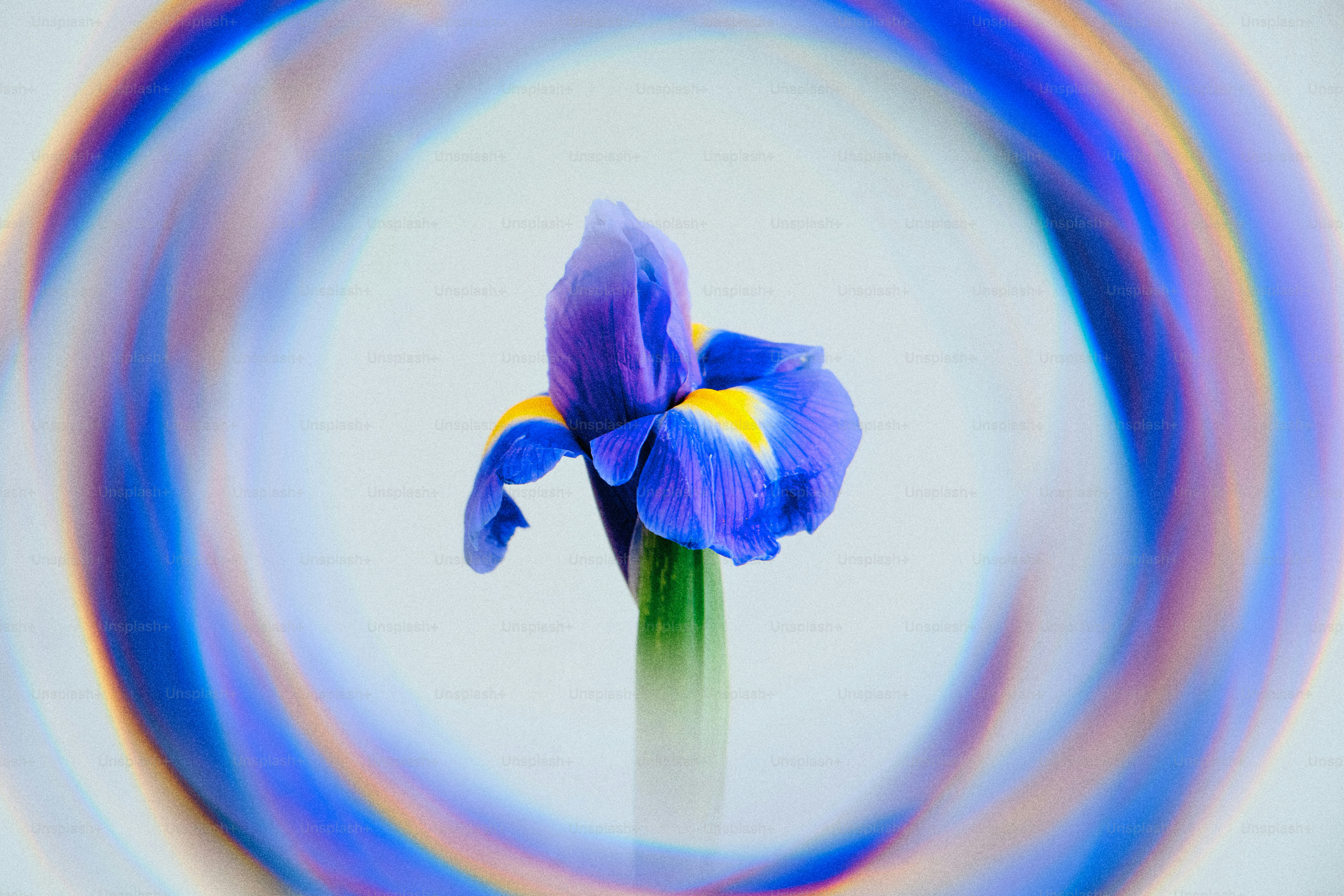A single pale pink flower against a blue frosted background photo ...