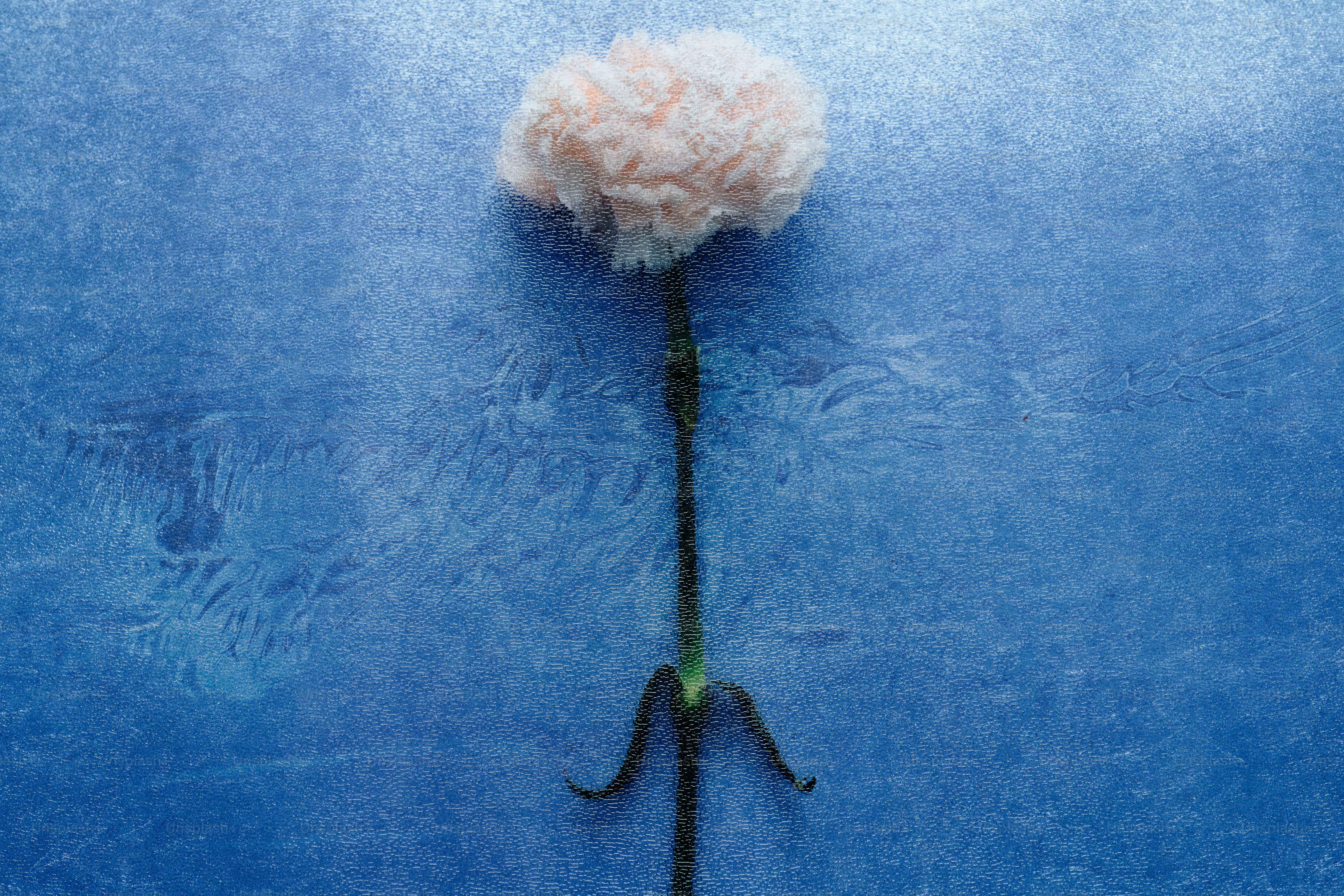 A single pale pink flower against a blue frosted background photo ...