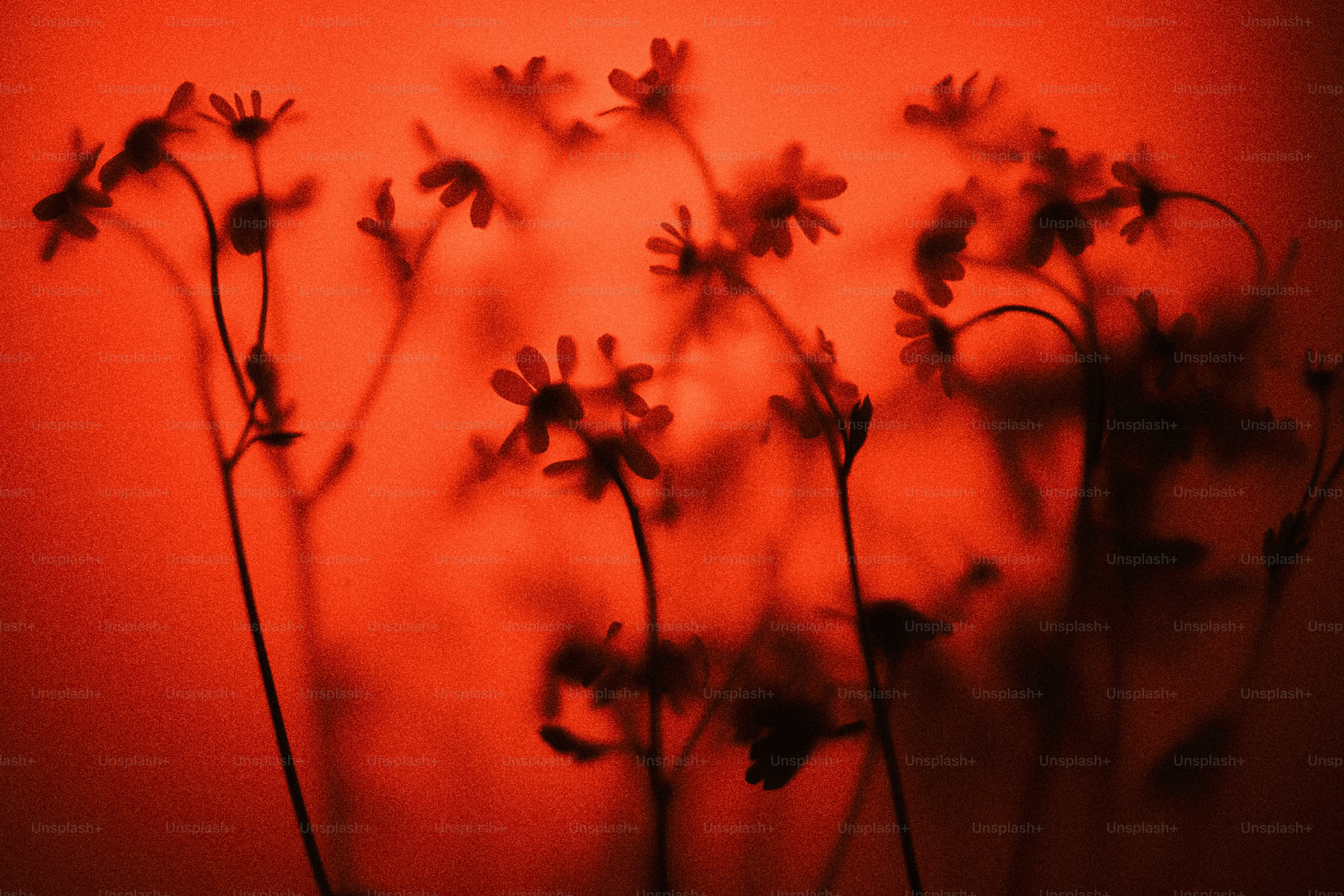 Silhouettes of delicate flowers cast shadows on red background.
