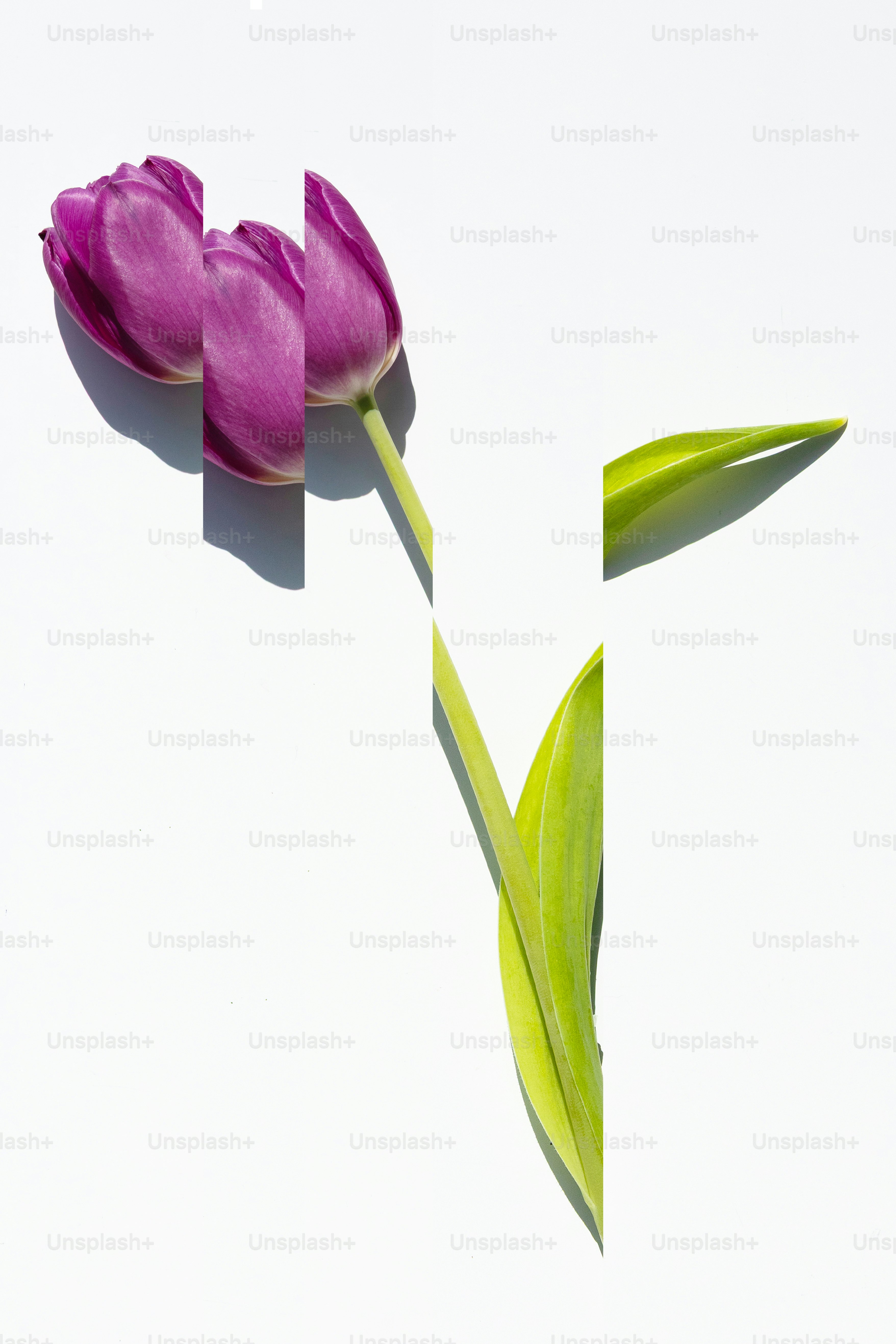 A purple tulip sliced into pieces on a white background