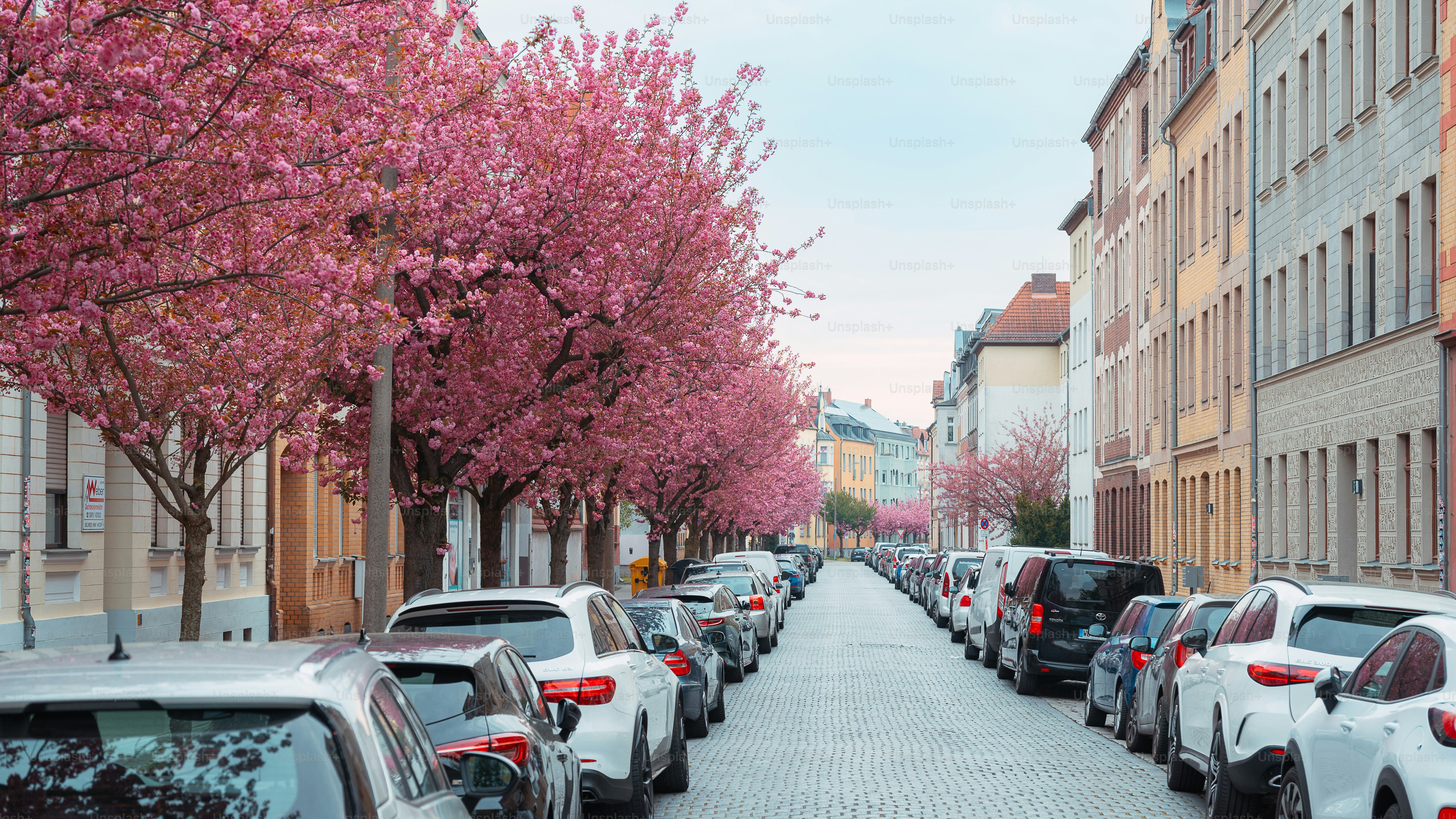 Street lined with blooming pink cherry trees and parked cars.