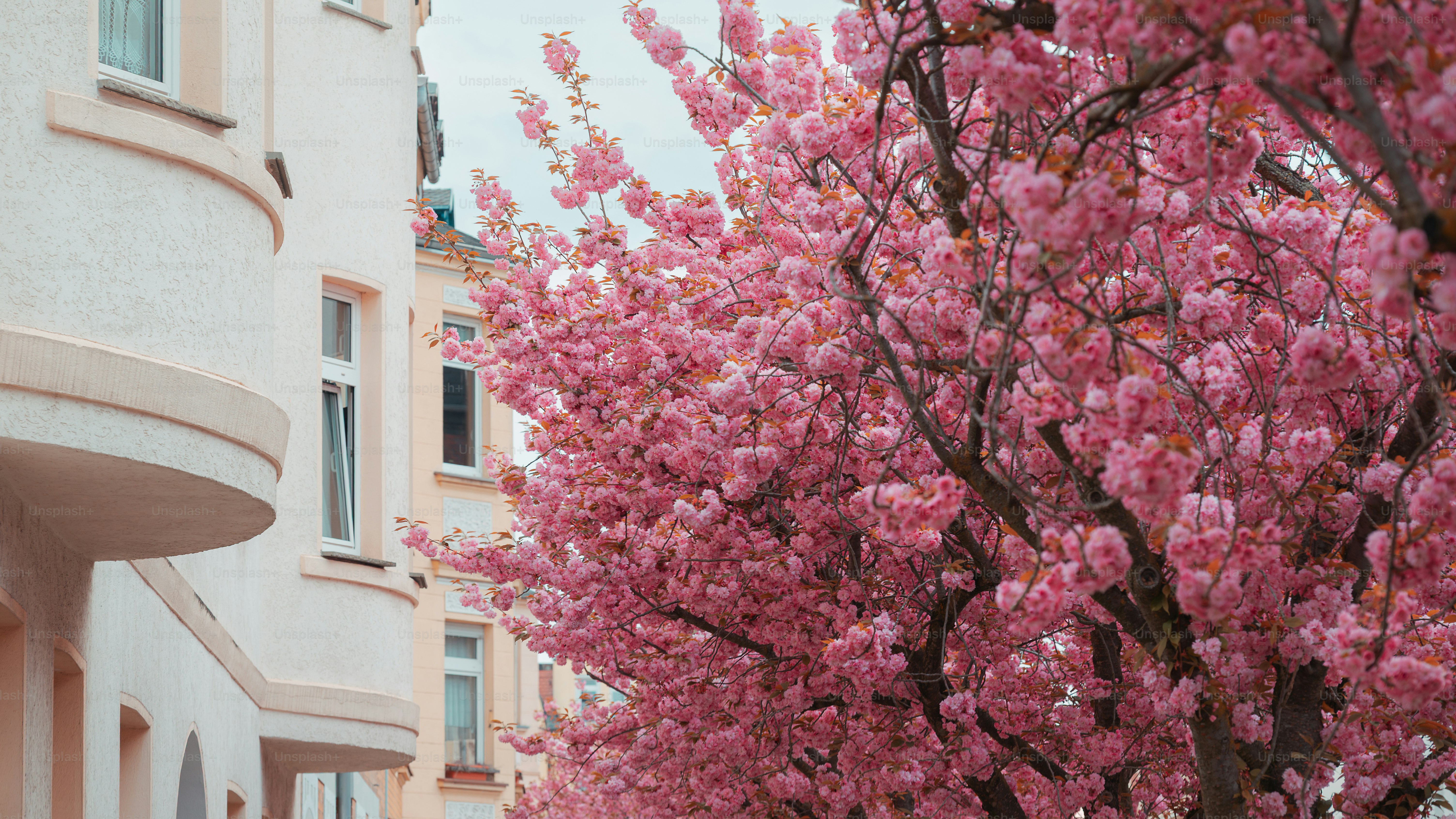 Cerezos rosas florecen junto a un edificio.