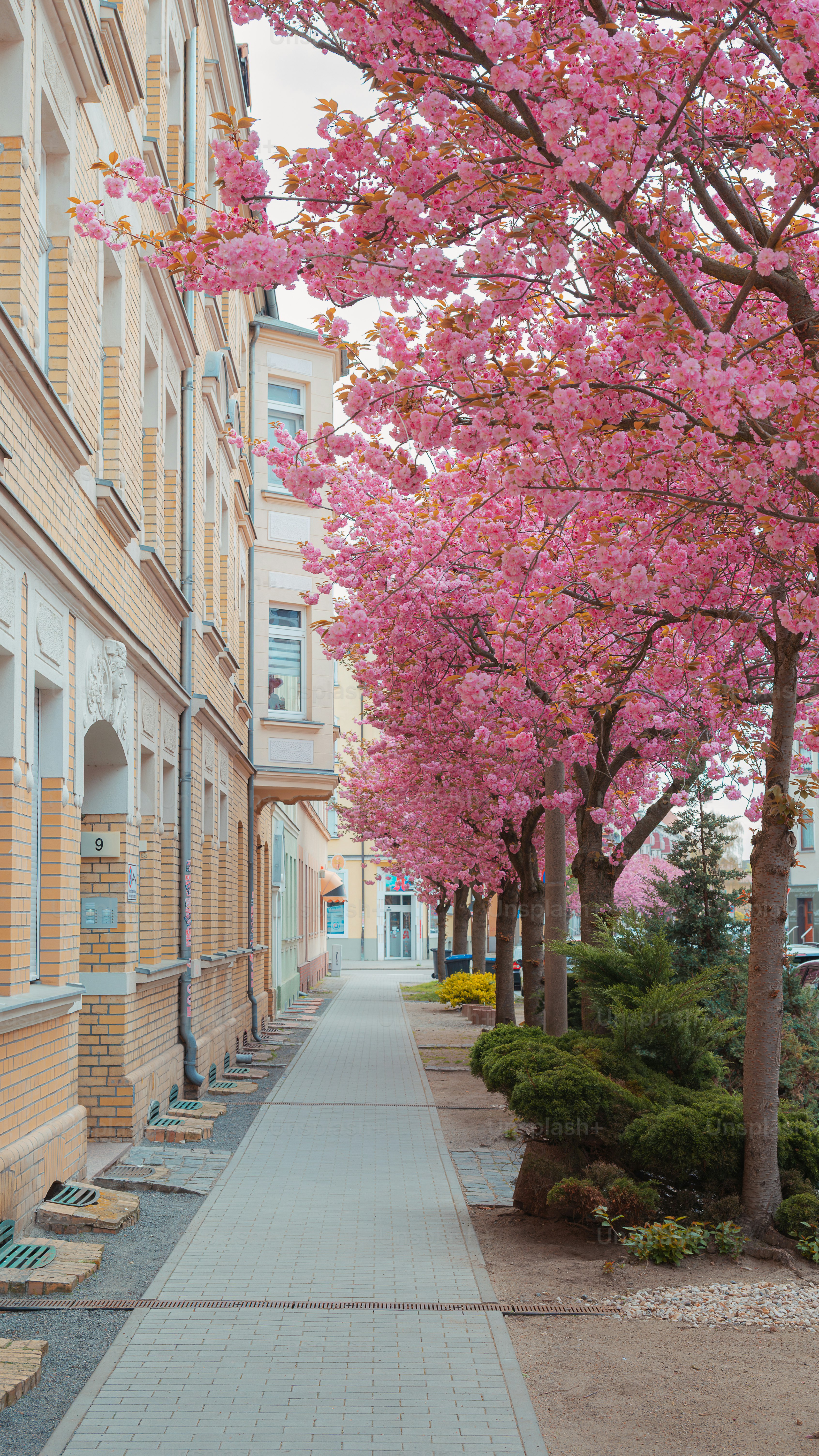 Cerezos rosas flancan una calle tranquila con edificios.