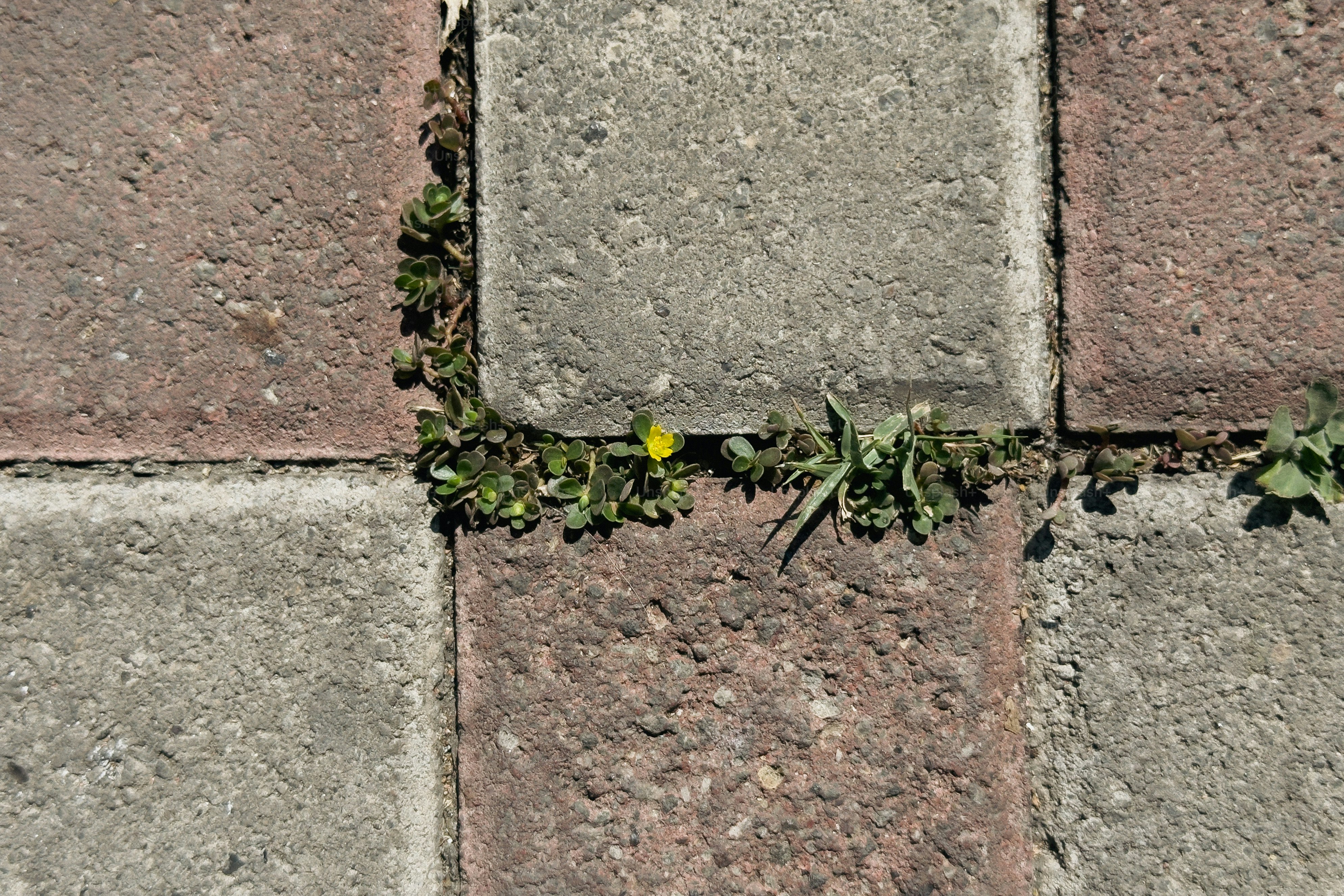 Weeds growing between paving stones with a small yellow flower. photo ...