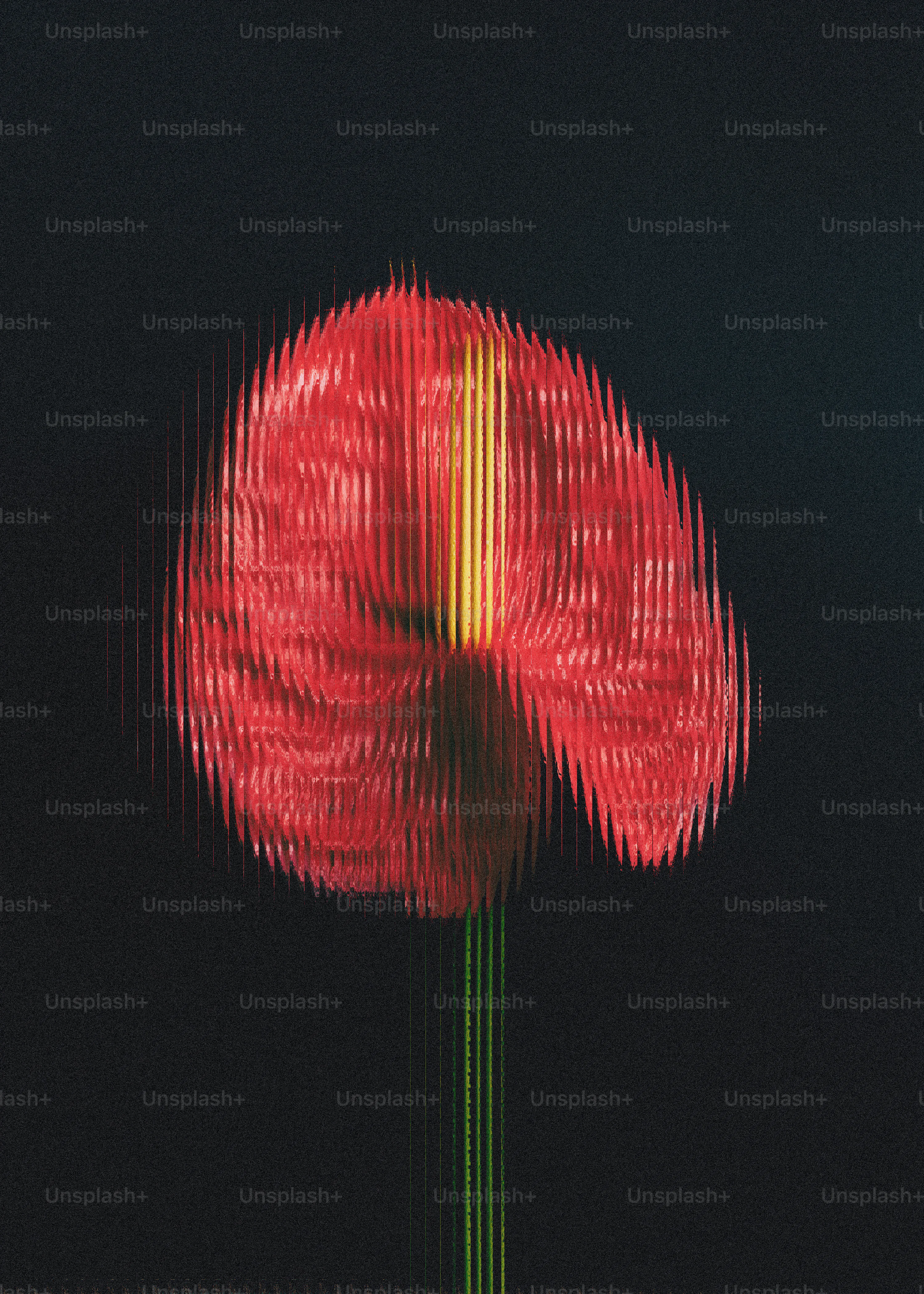 A red anthurium flower with a yellow spadix