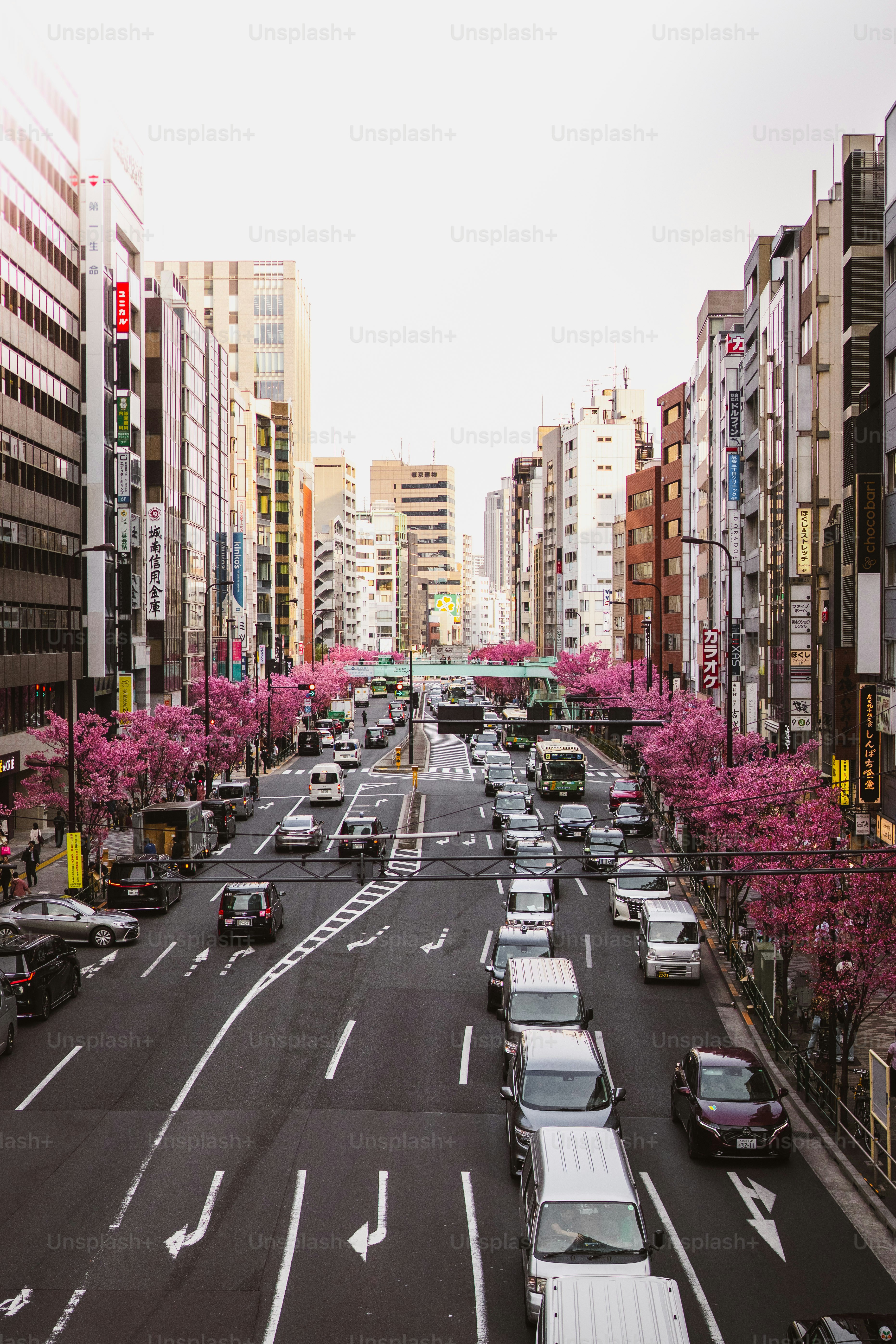 Calle concurrida de la ciudad bordeada de cerezos en flor.