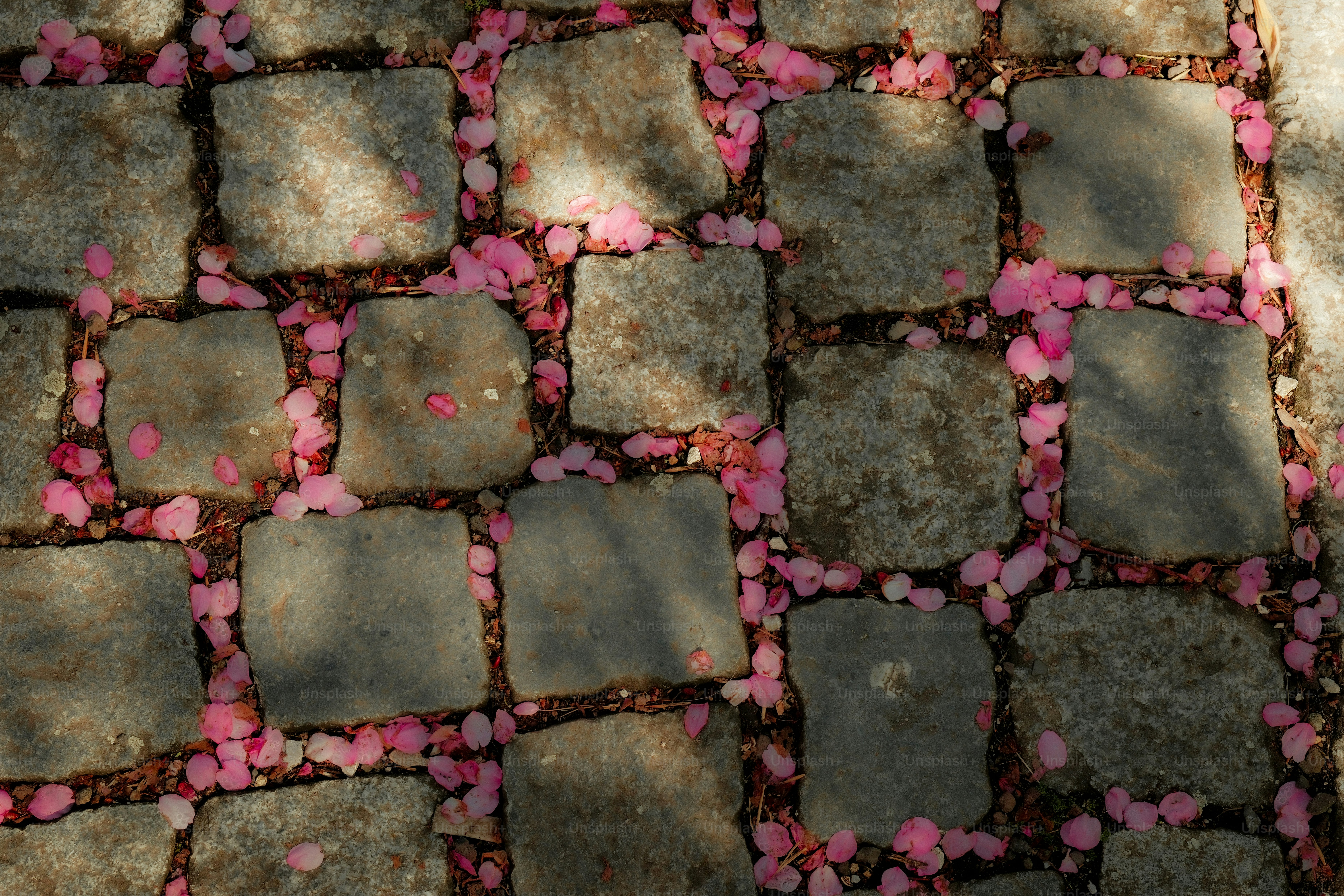 Camino adoquinado cubierto de pétalos de flores rosas
