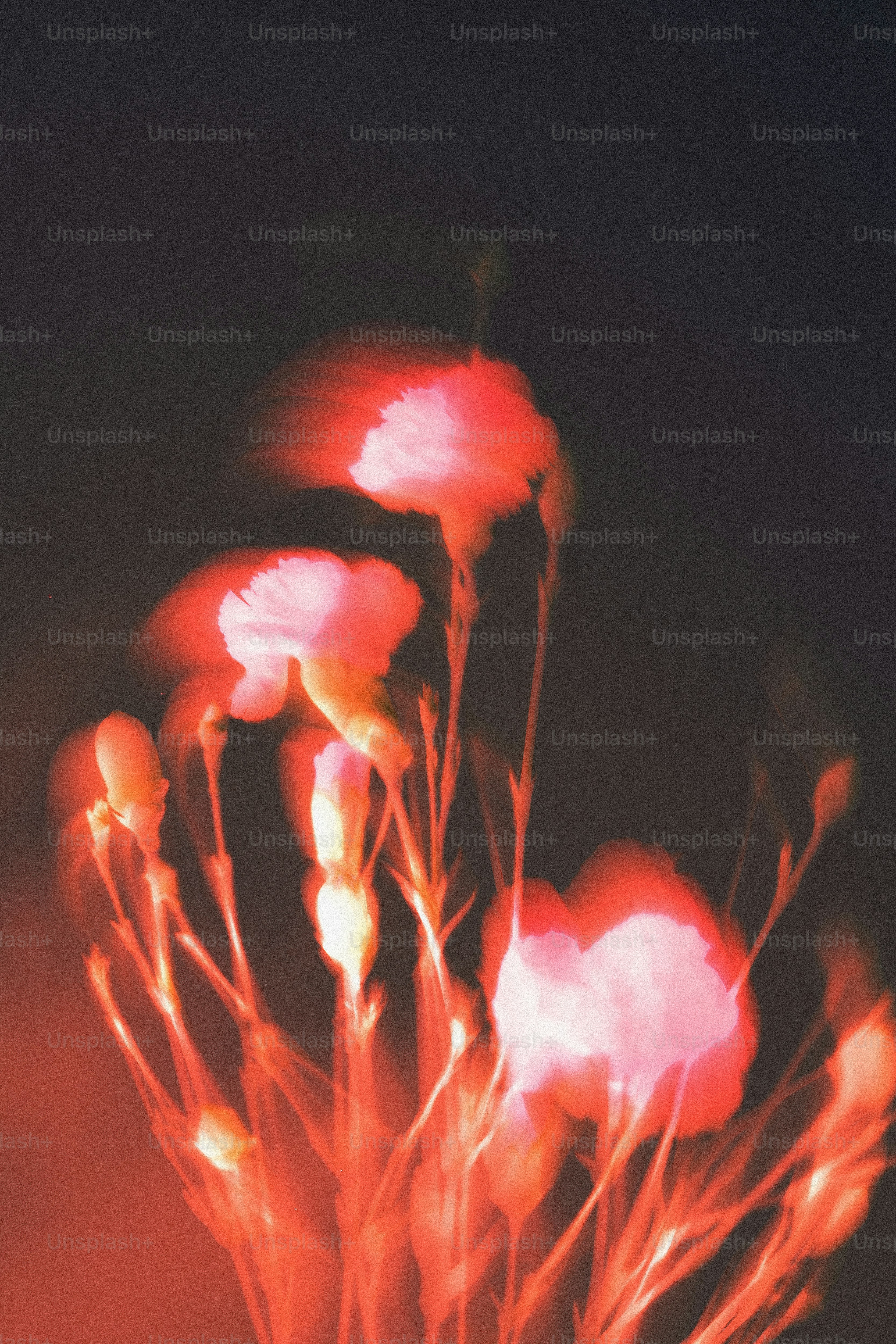 Fleurs rouges floues sur fond sombre