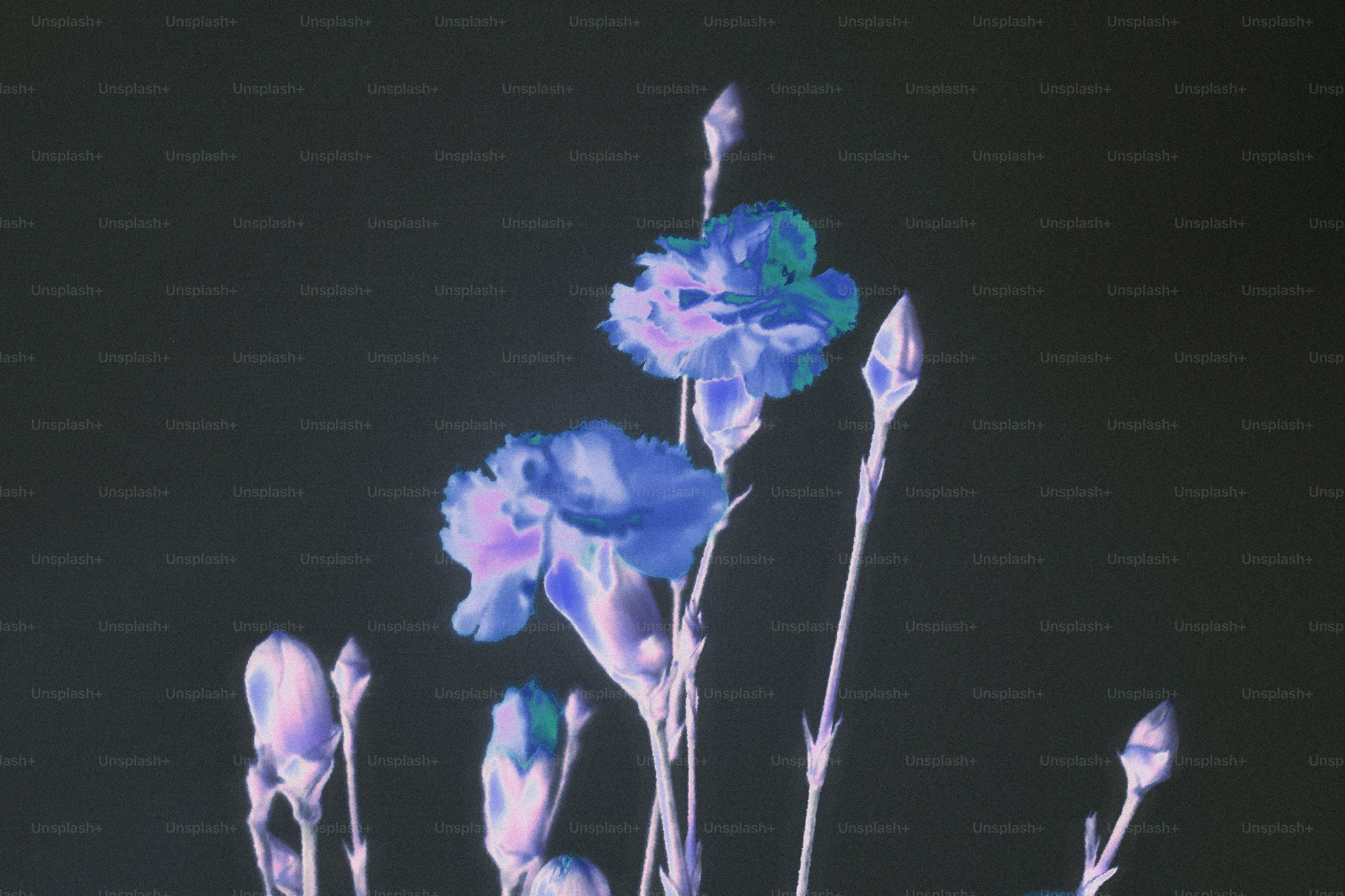 Fleurs et bourgeons bleus sur fond sombre