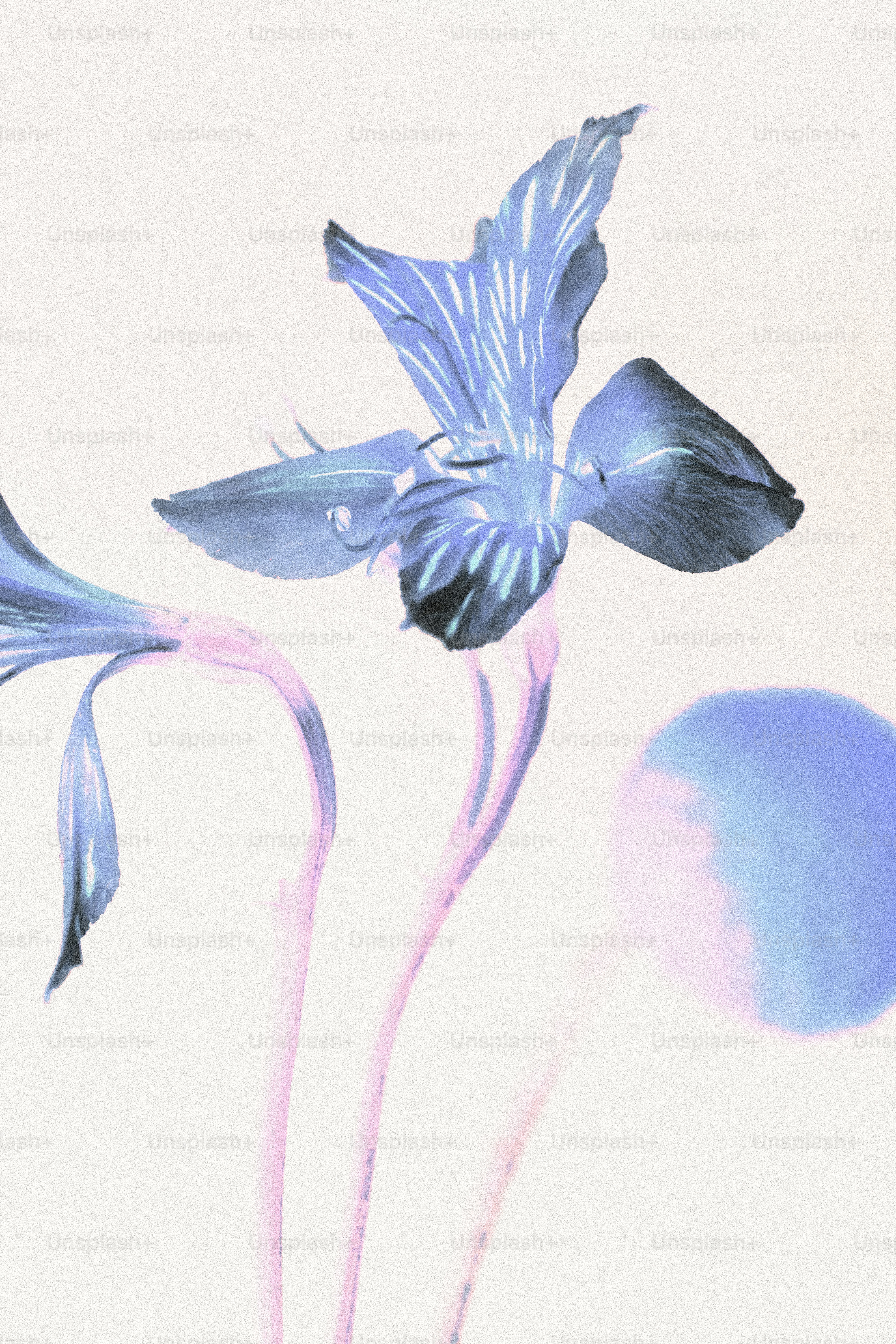 Deux fleurs bleues avec une orbe violette