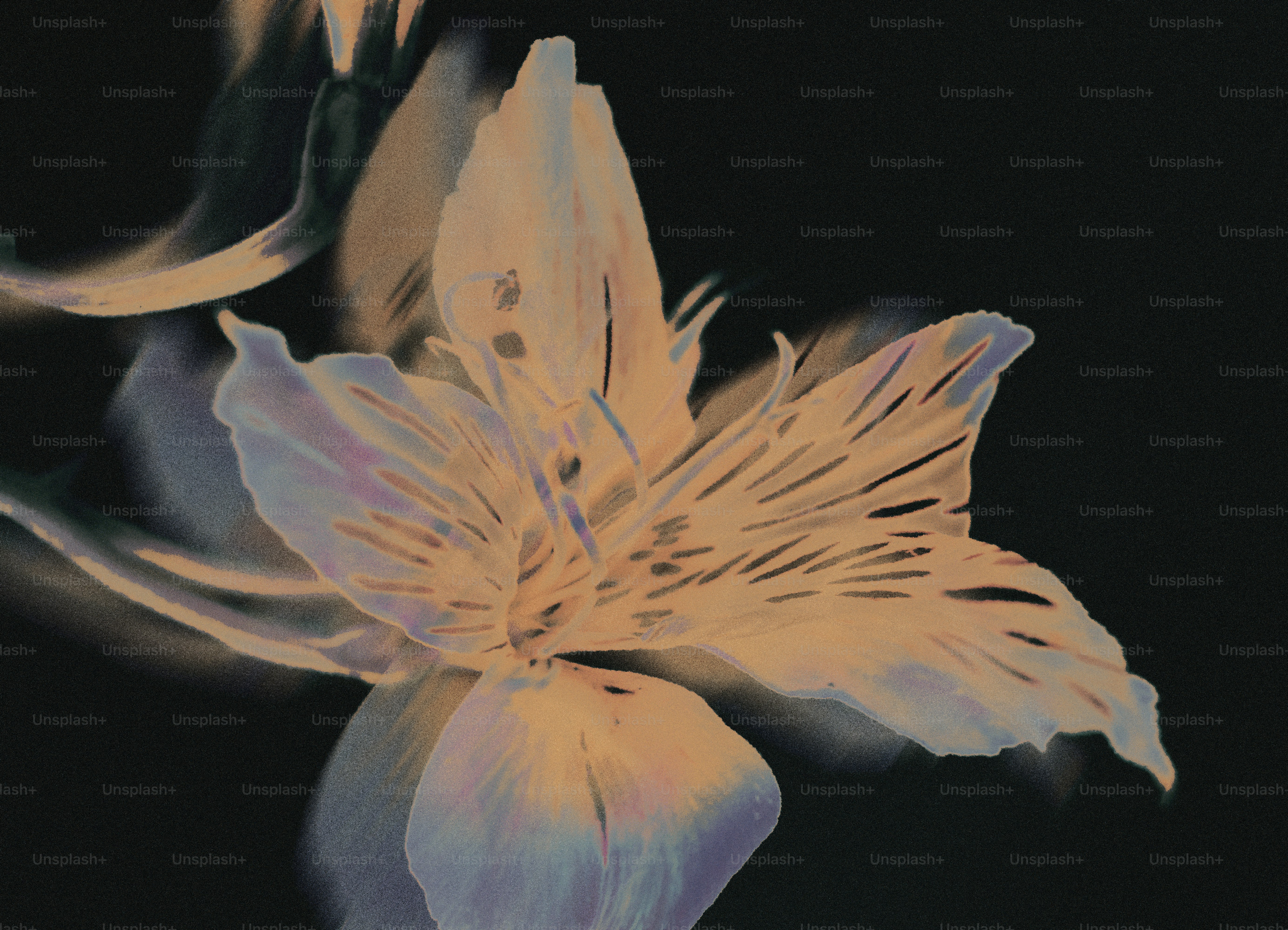 Gros plan d’une fleur pâle aux rayures foncées