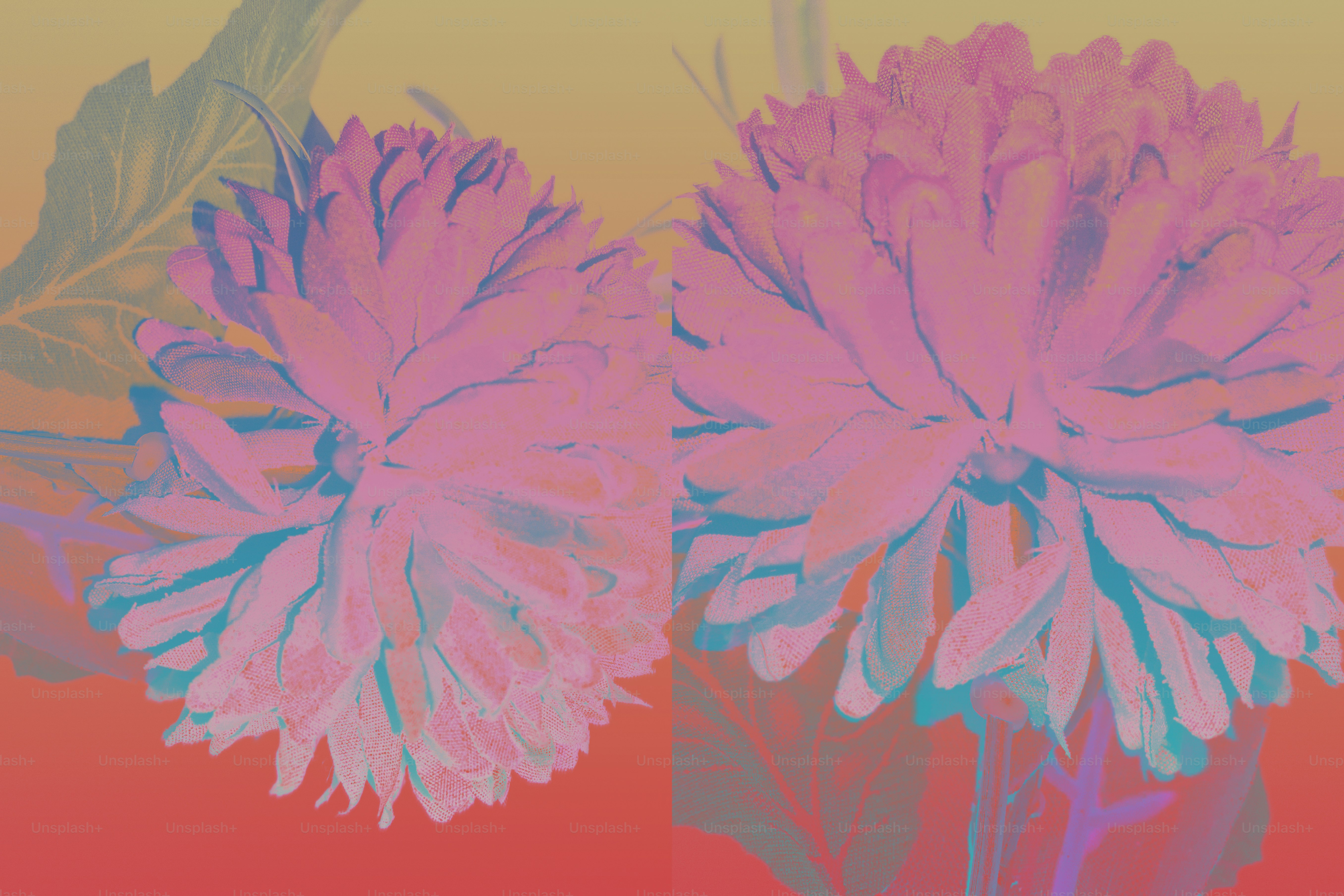 Deux fleurs roses sur un fond dégradé