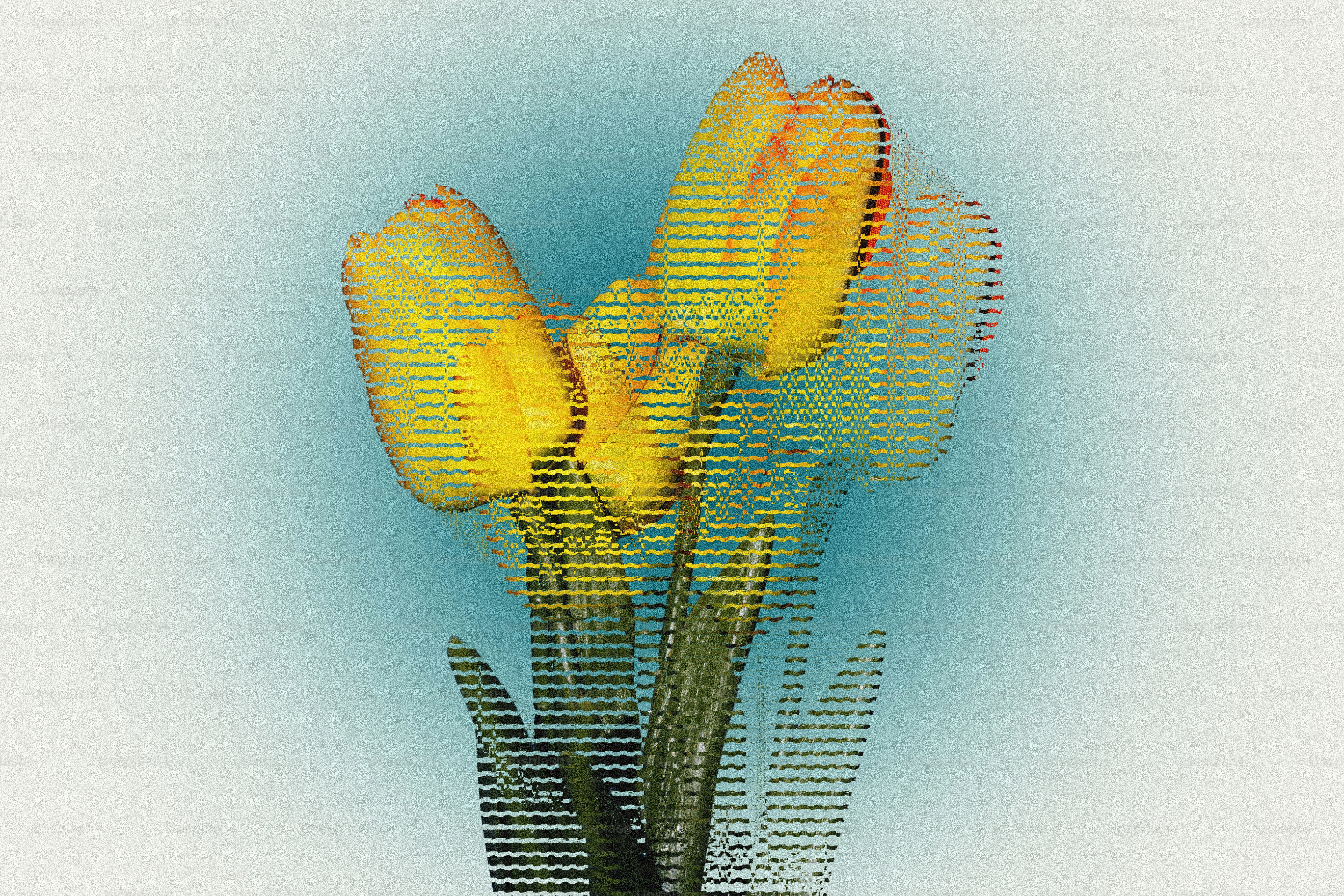 Tulipes jaunes avec un fond dégradé bleu