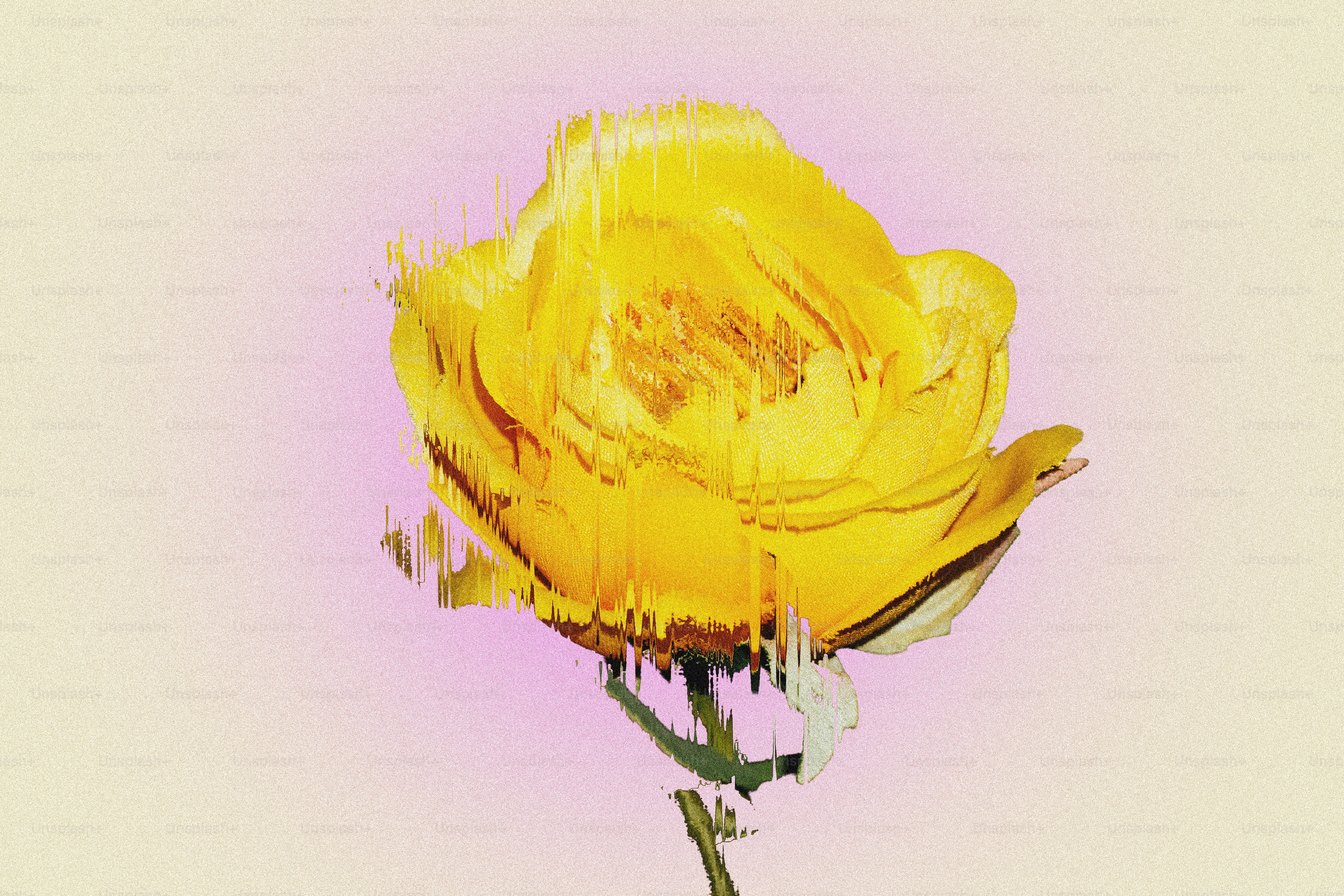 Une rose jaune avec des effets de glitch numérique