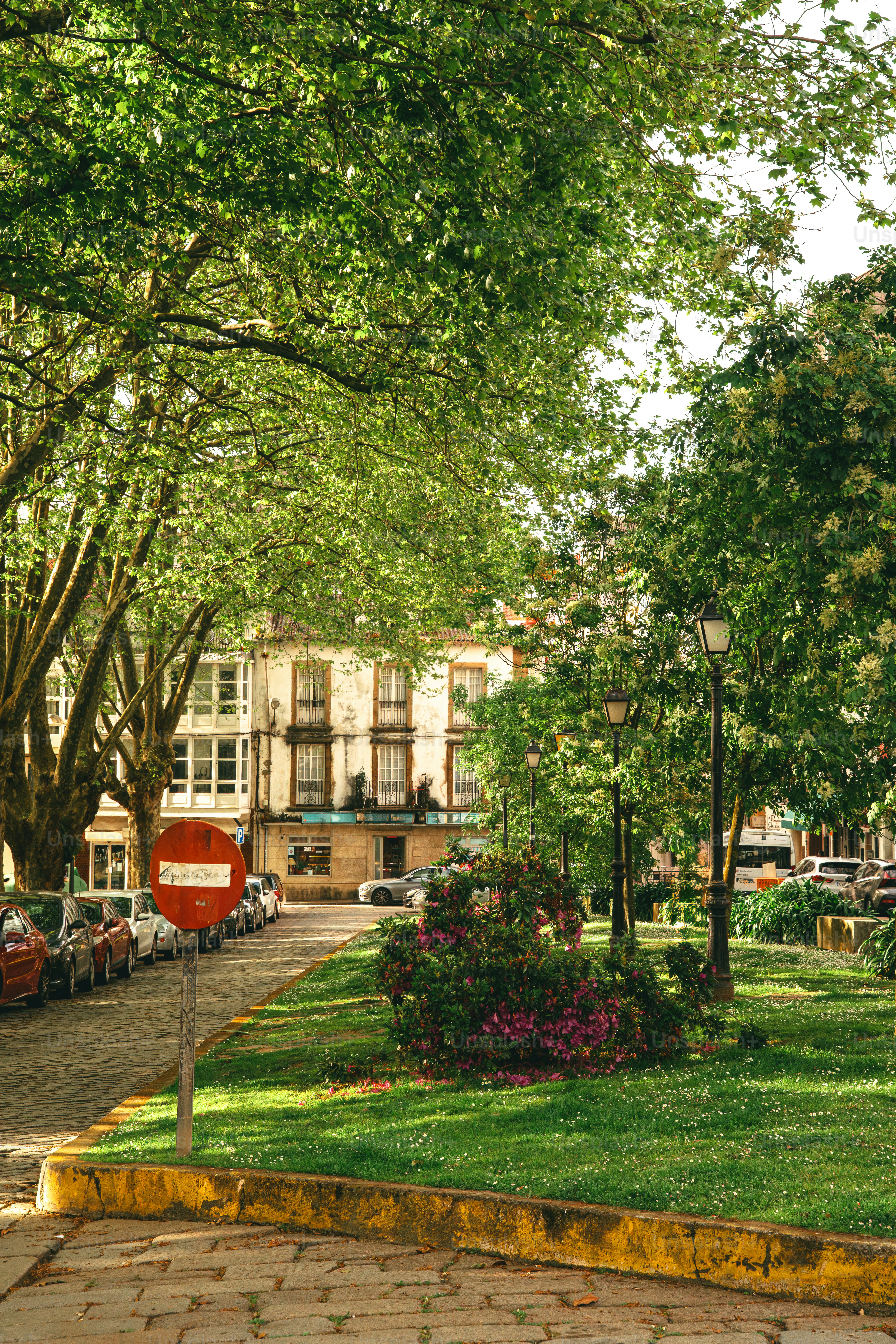 Des arbres bordent un parc ensoleillé avec des bâtiments en arrière-plan.