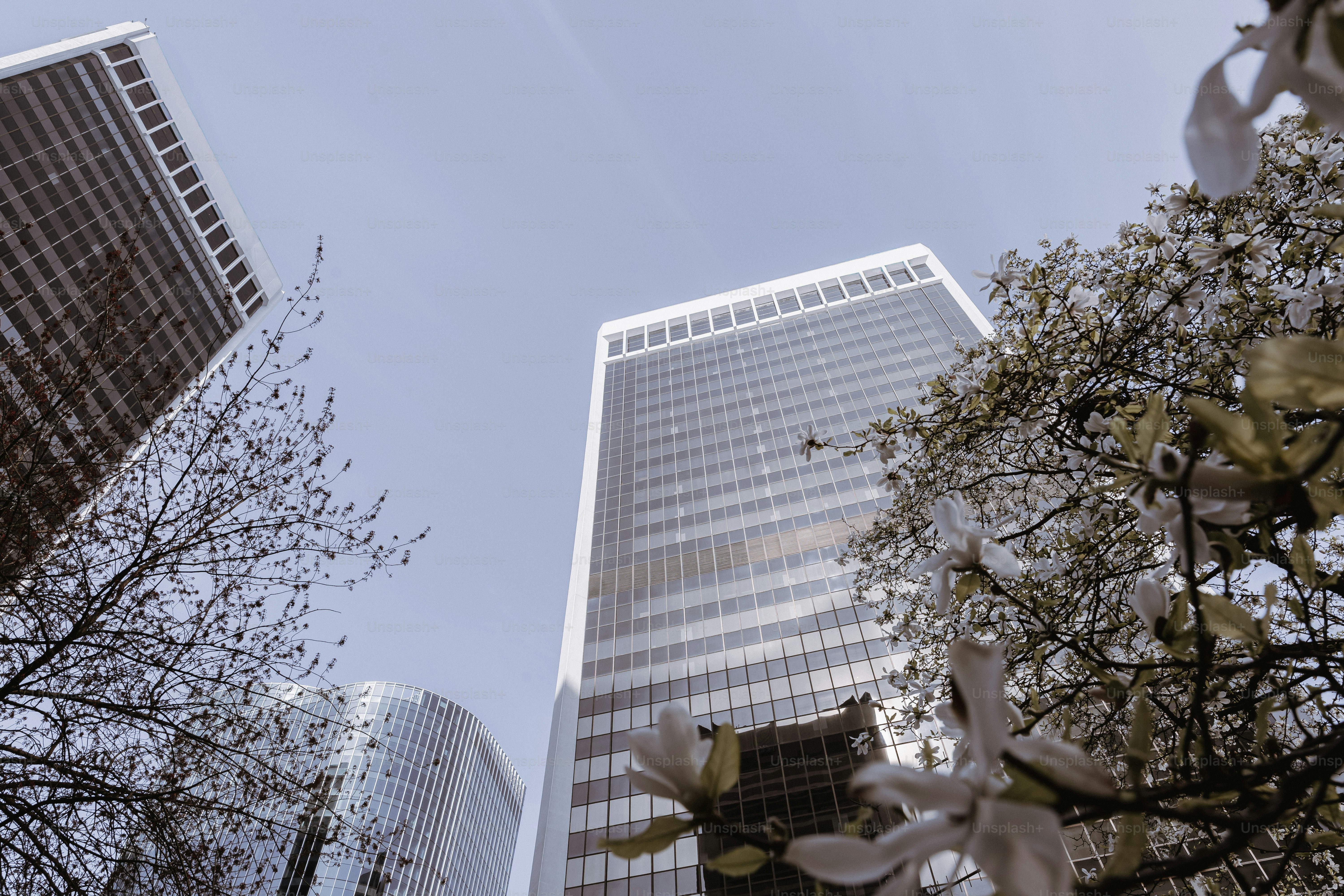 Modern skyscrapers viewed from below with trees. photo – Spring Image ...