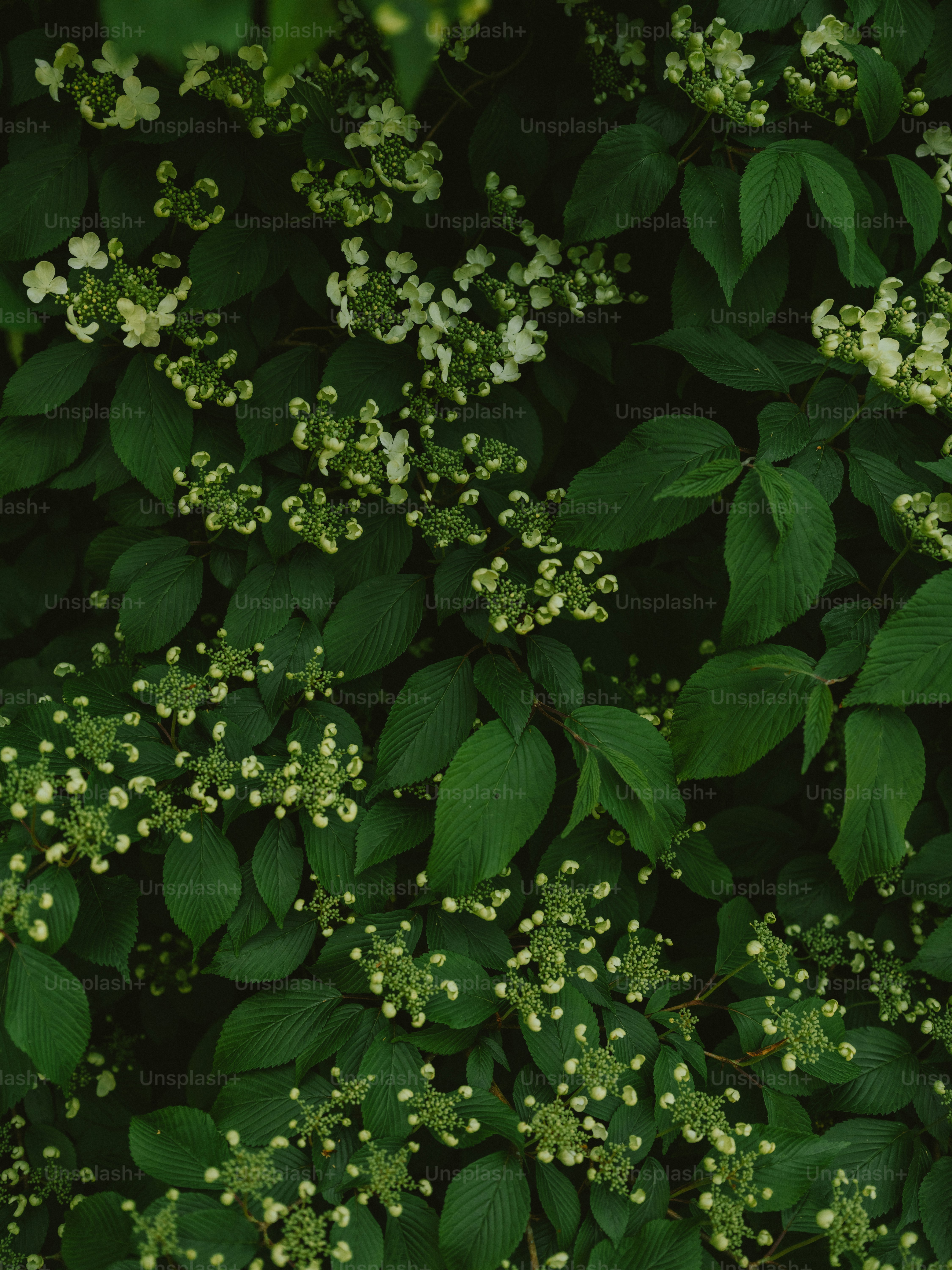 Green leaves and small white flowers on a bush