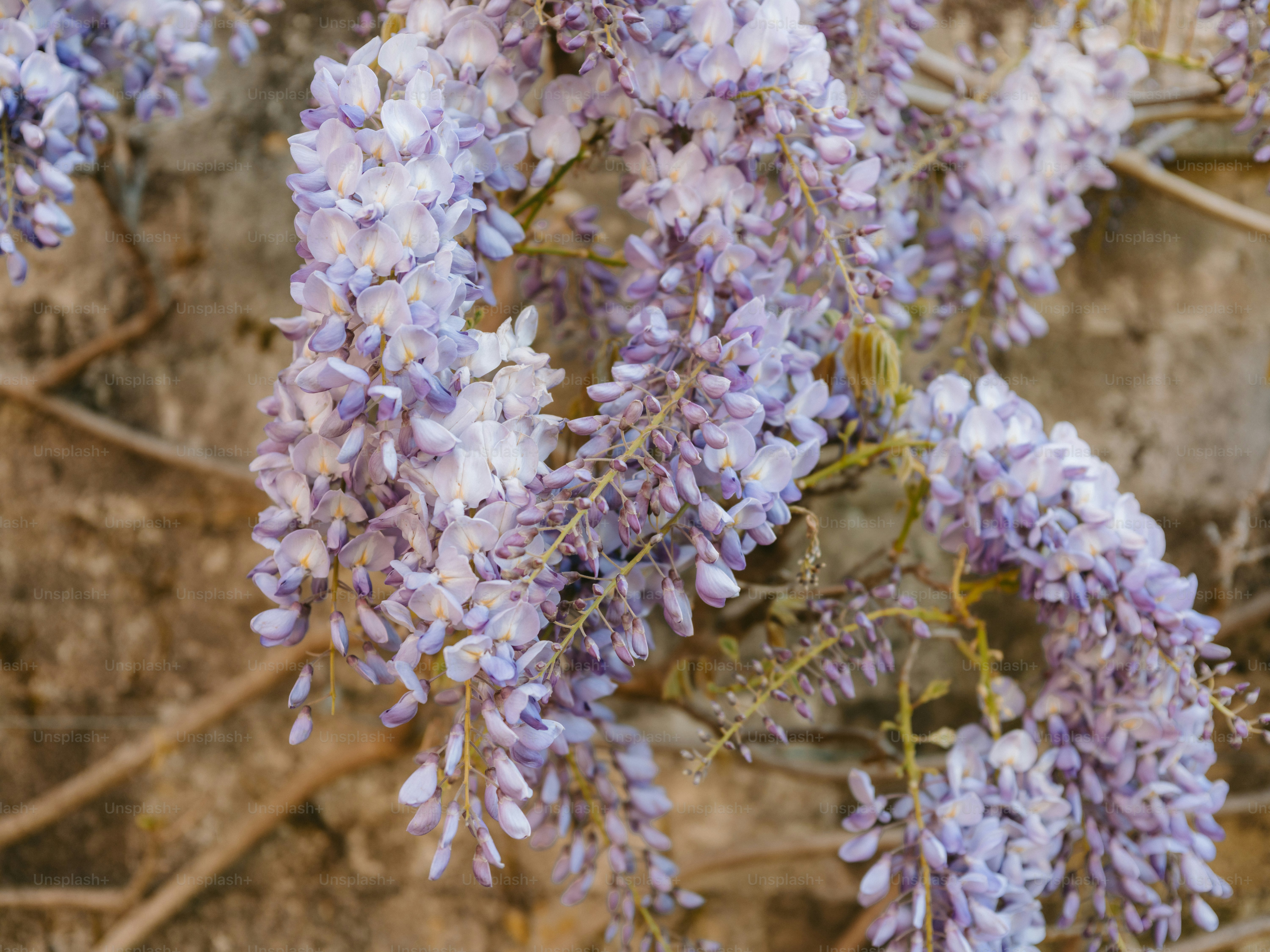 Delicate purple wisteria flowers cascading down a wall