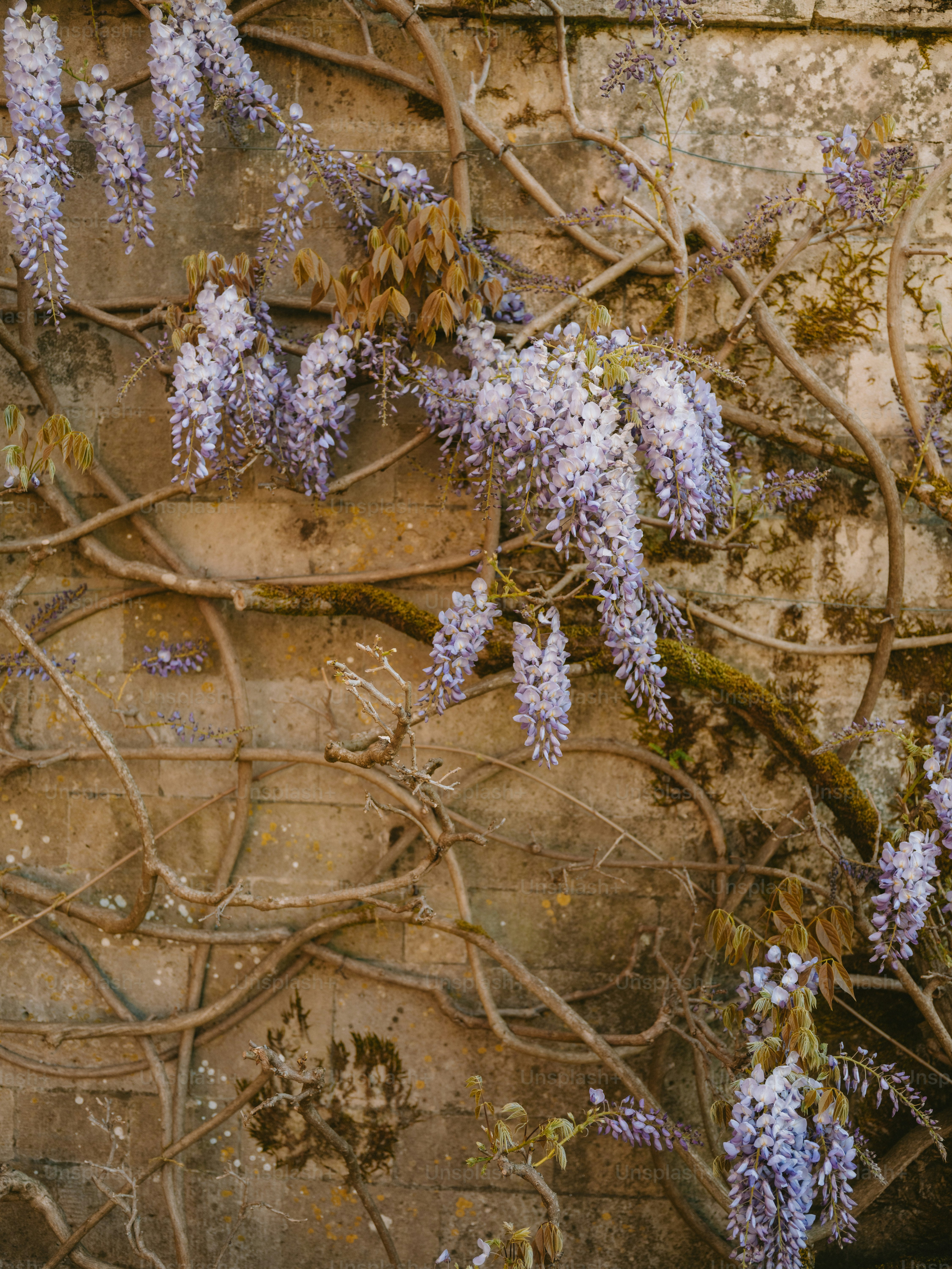Purple wisteria flowers cascade down a stone wall.