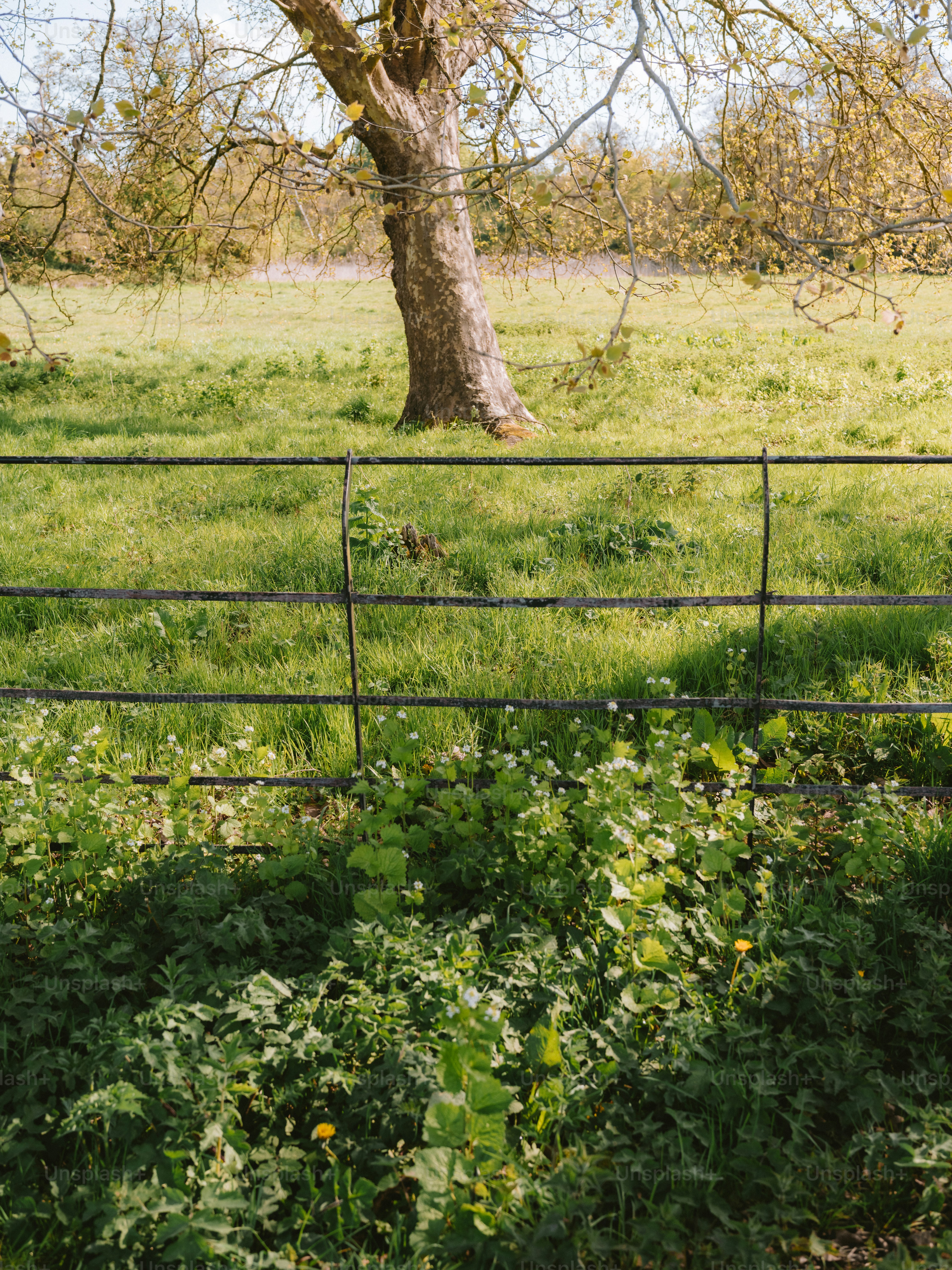 A lone tree stands behind a dark metal fence.
