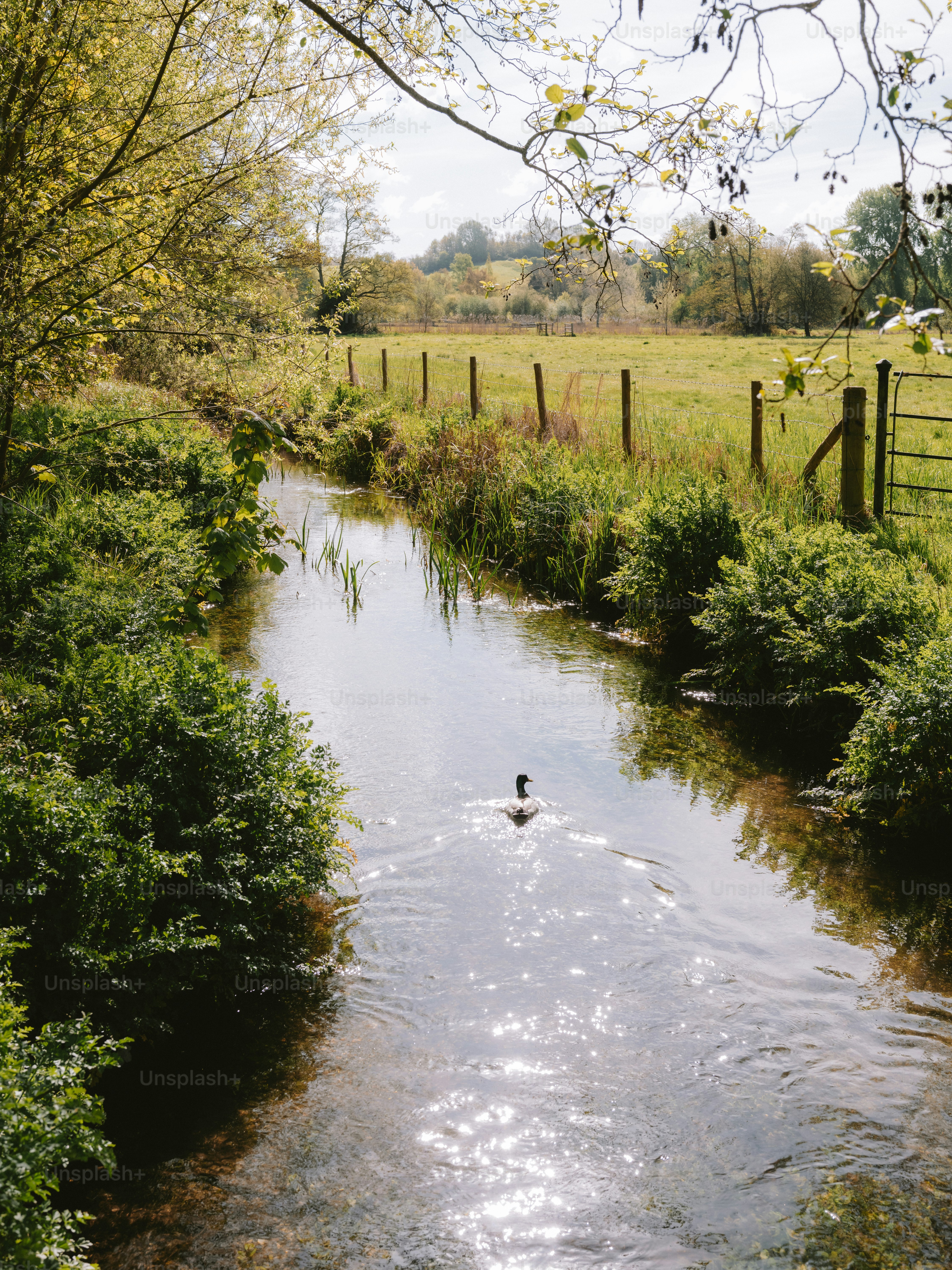 A duck swims in a narrow stream surrounded by greenery.