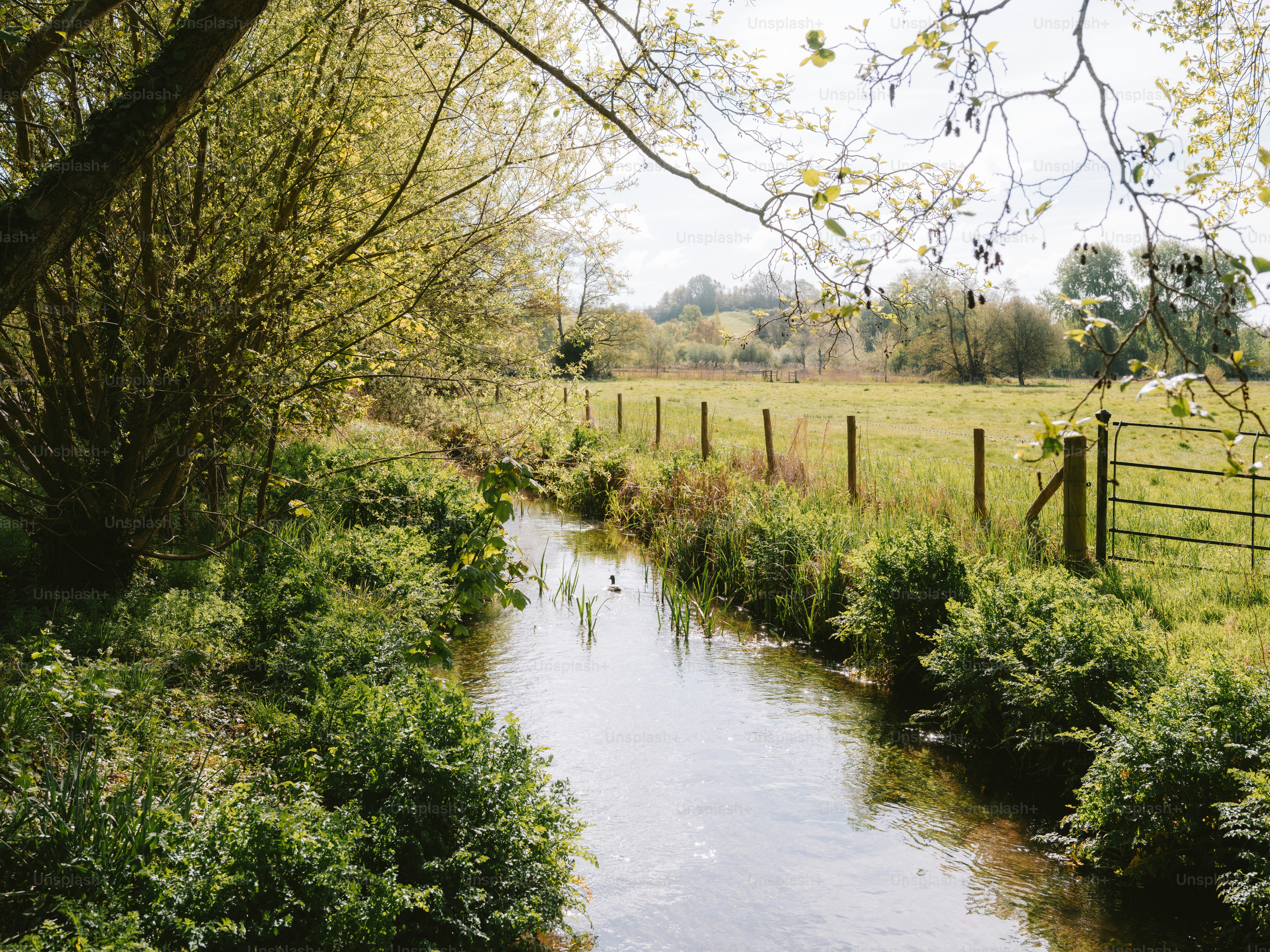 A gentle stream flows through a lush green meadow.